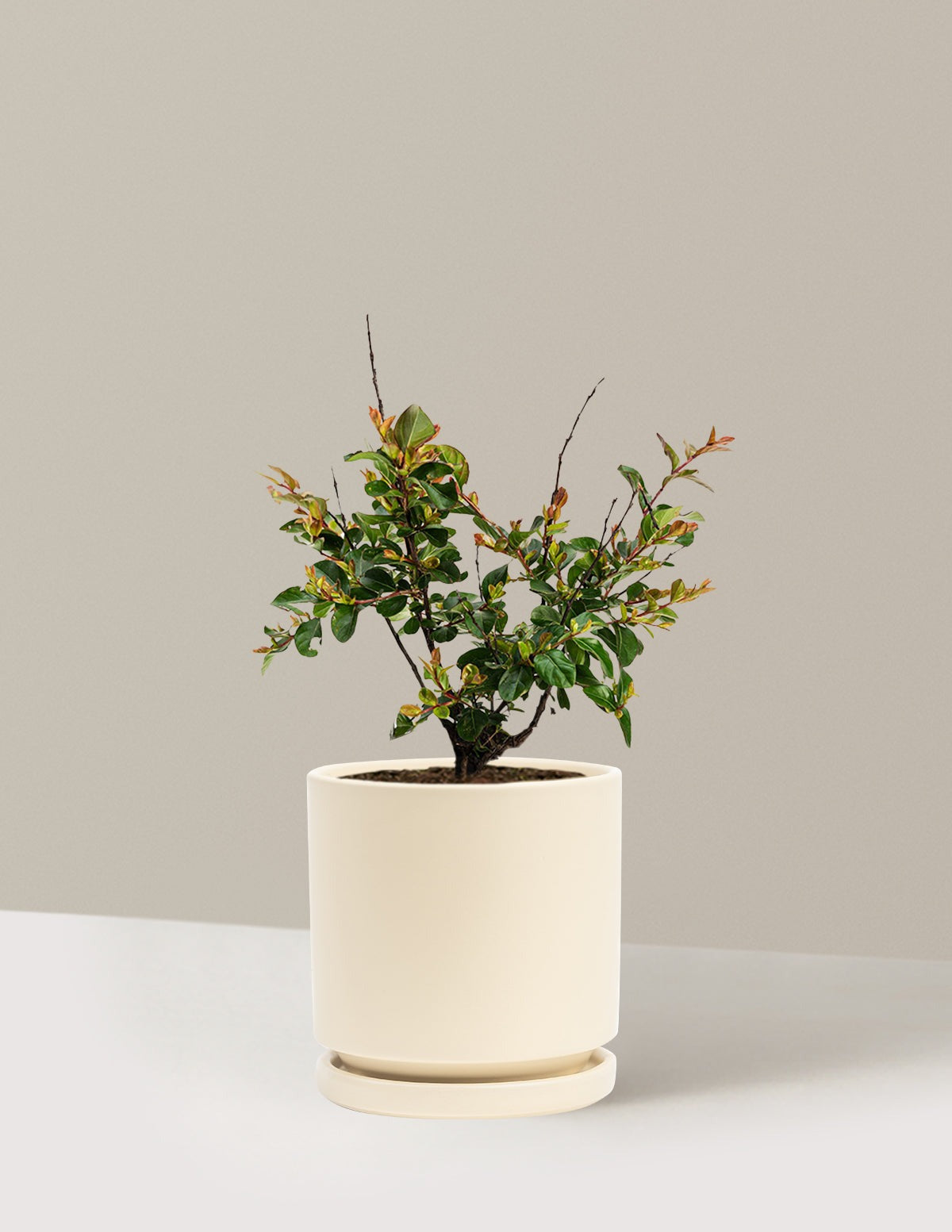Bellini® Raspberry Crape Myrtle