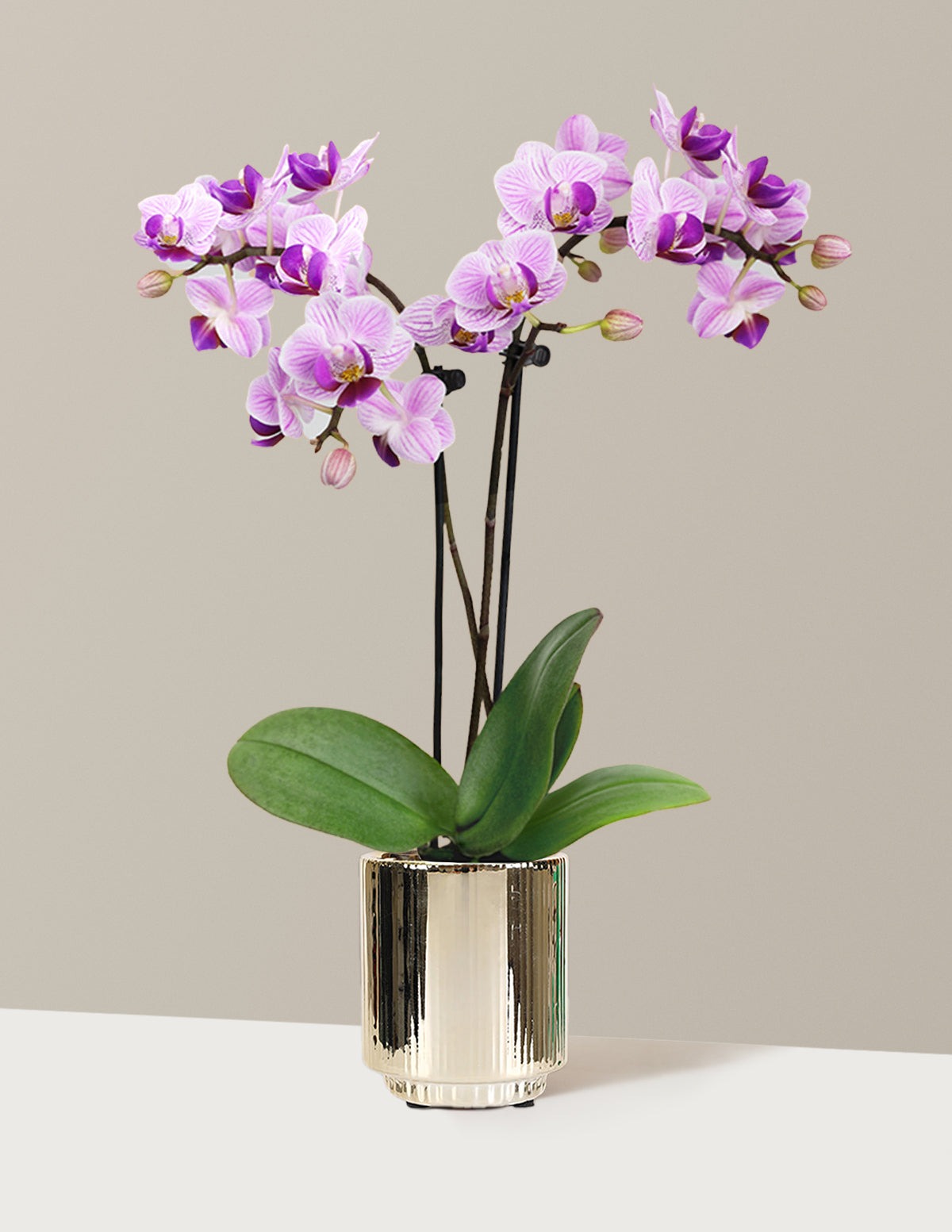 Mini Orchid