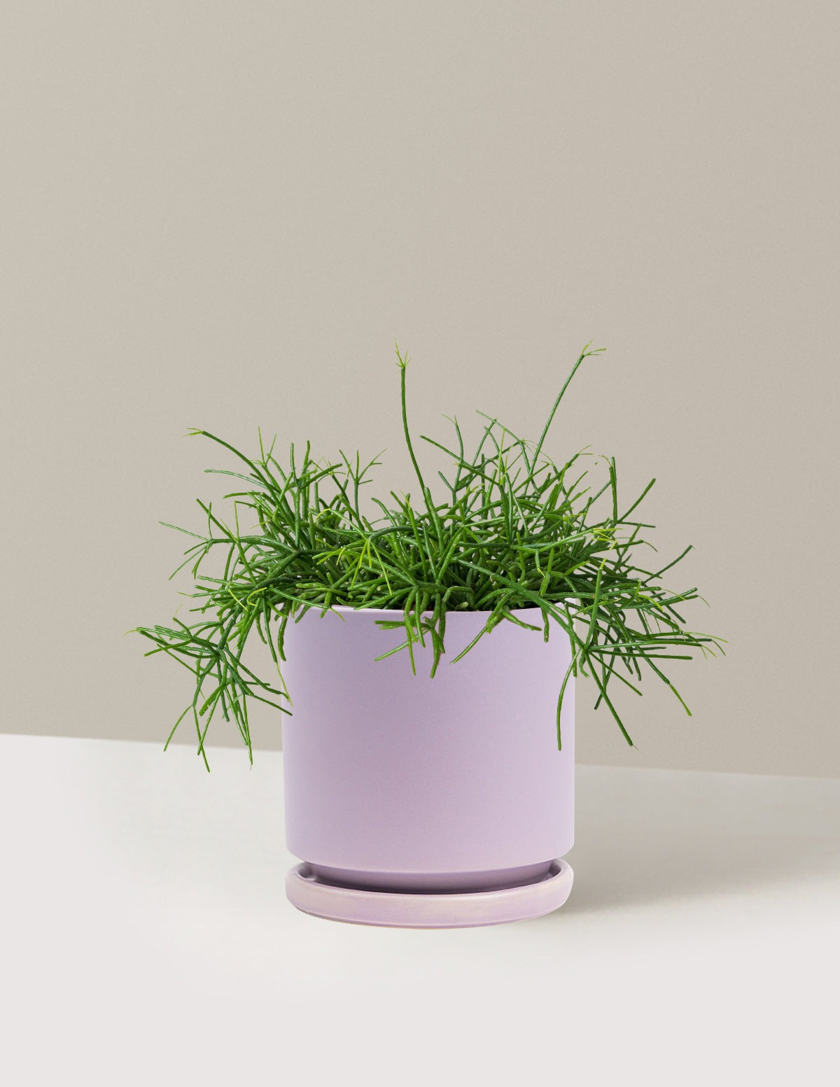Mistletoe Cactus