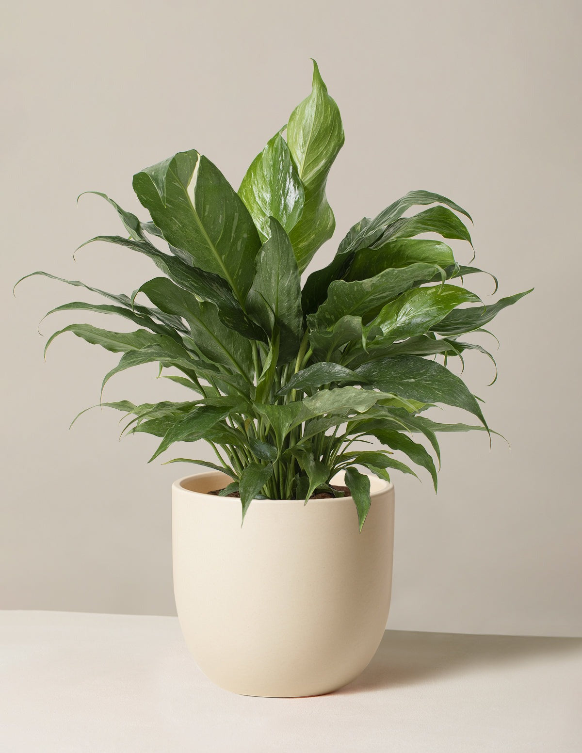 Peace Lily Domino
