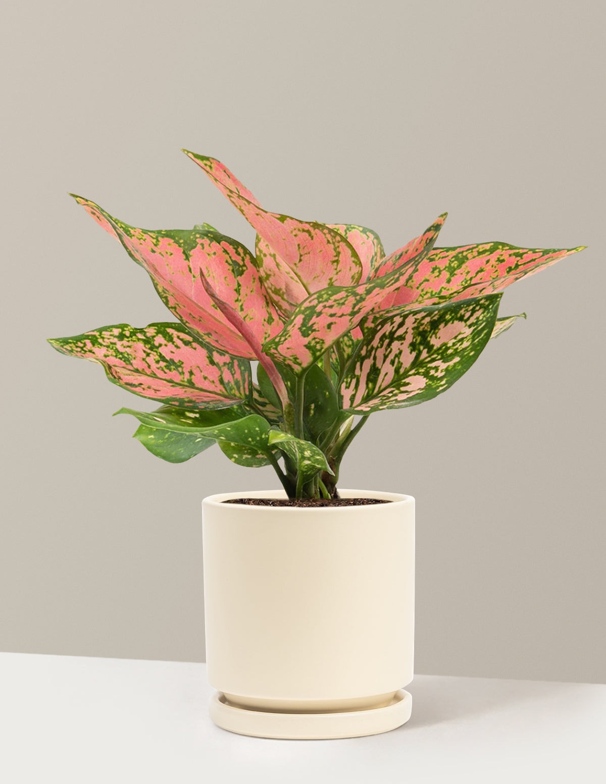 Aglaonema Wishes
