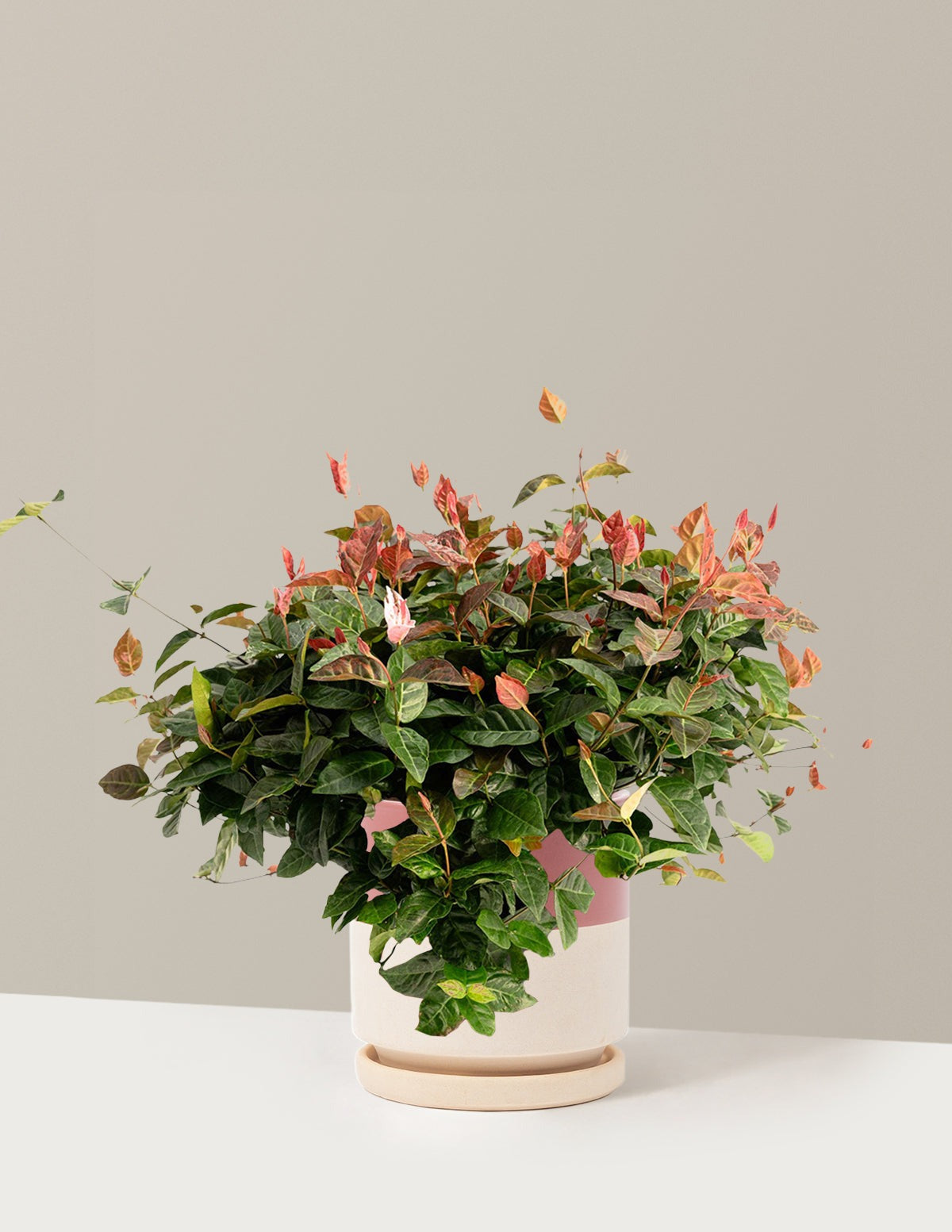 Snow-N-SummerTM Asiatic Jasmine