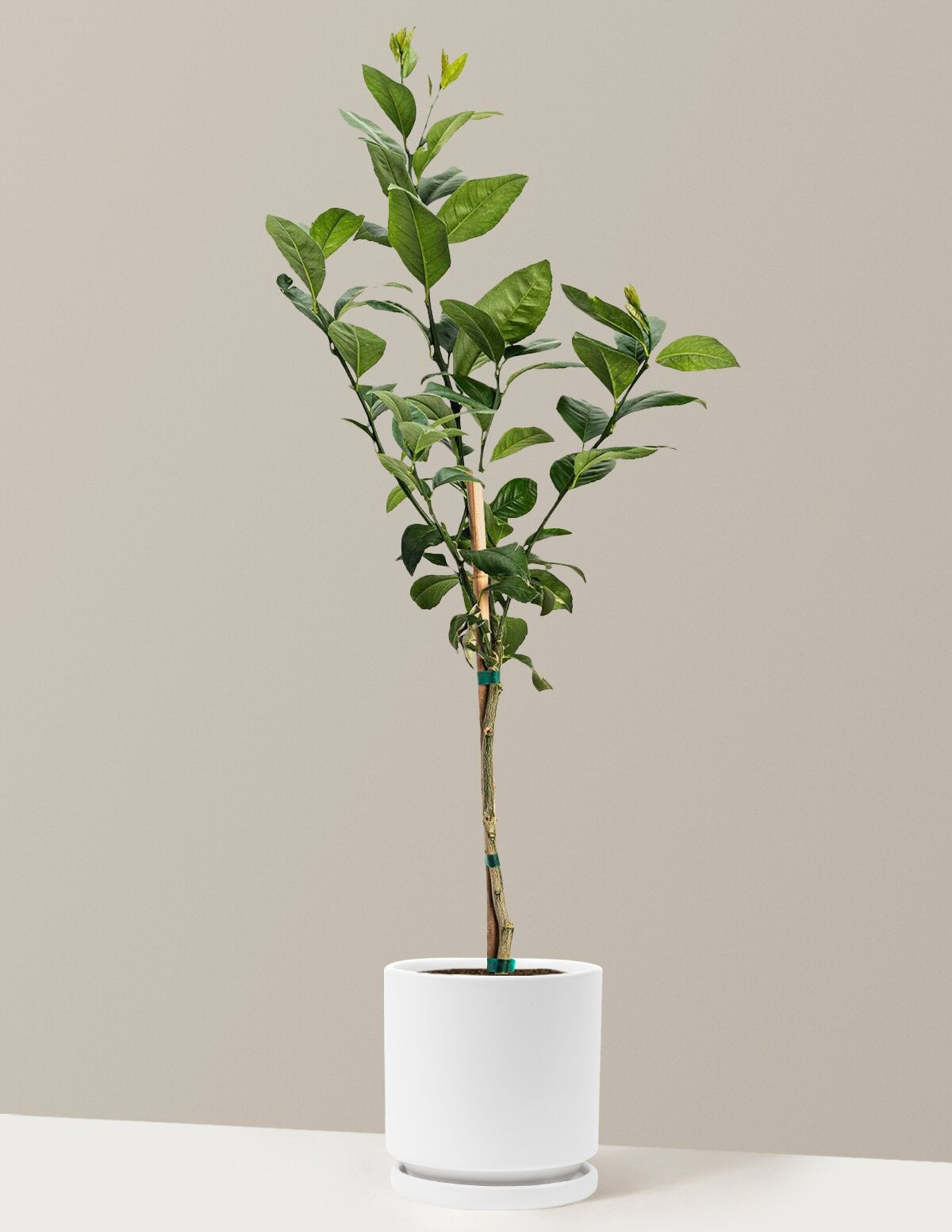 Meyer Lemon Tree
