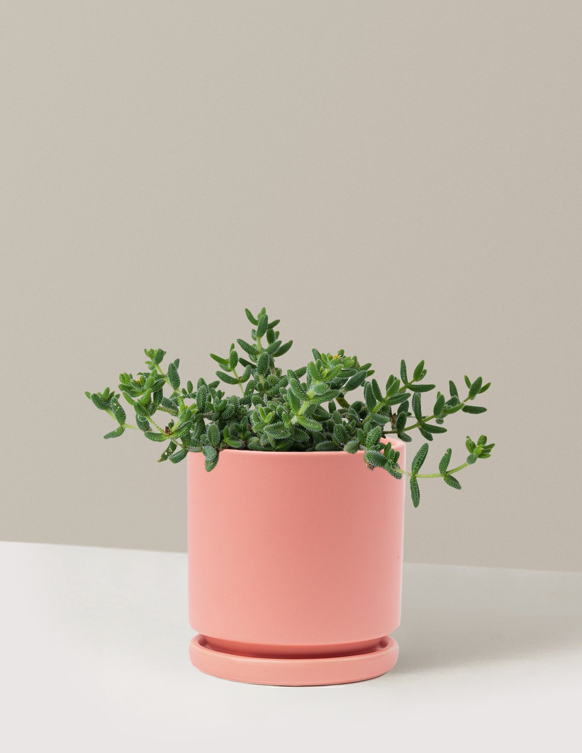 Pickle Plant