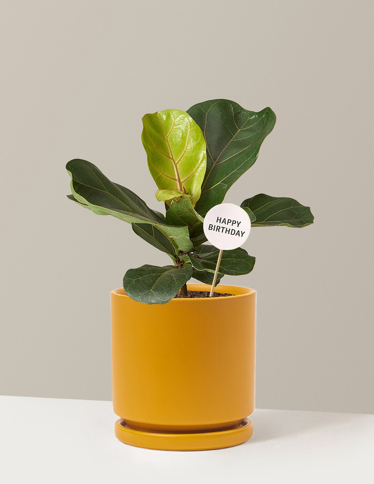 Happy Birthday Fiddle Leaf Fig Bush
