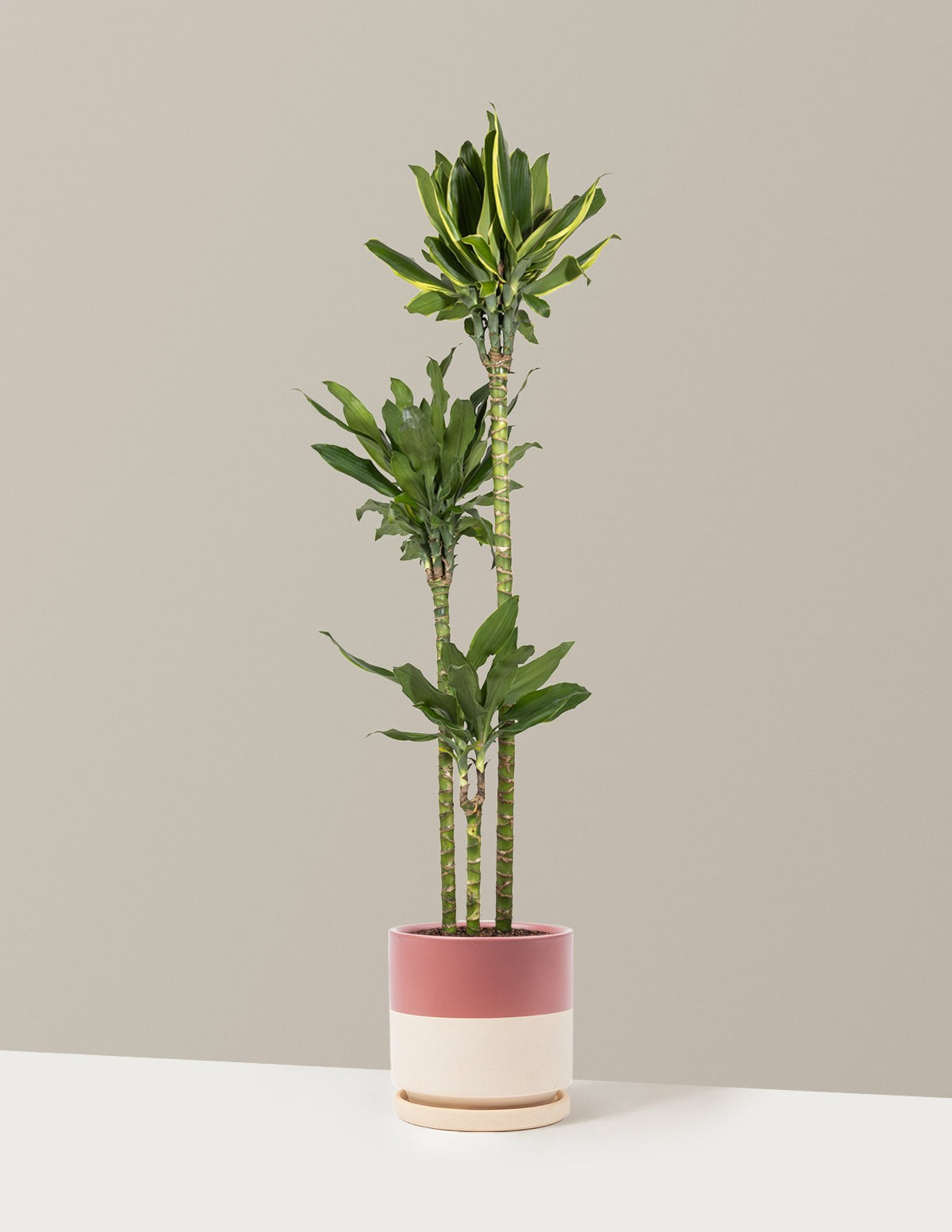 Dracaena Steudneri Gold Dream