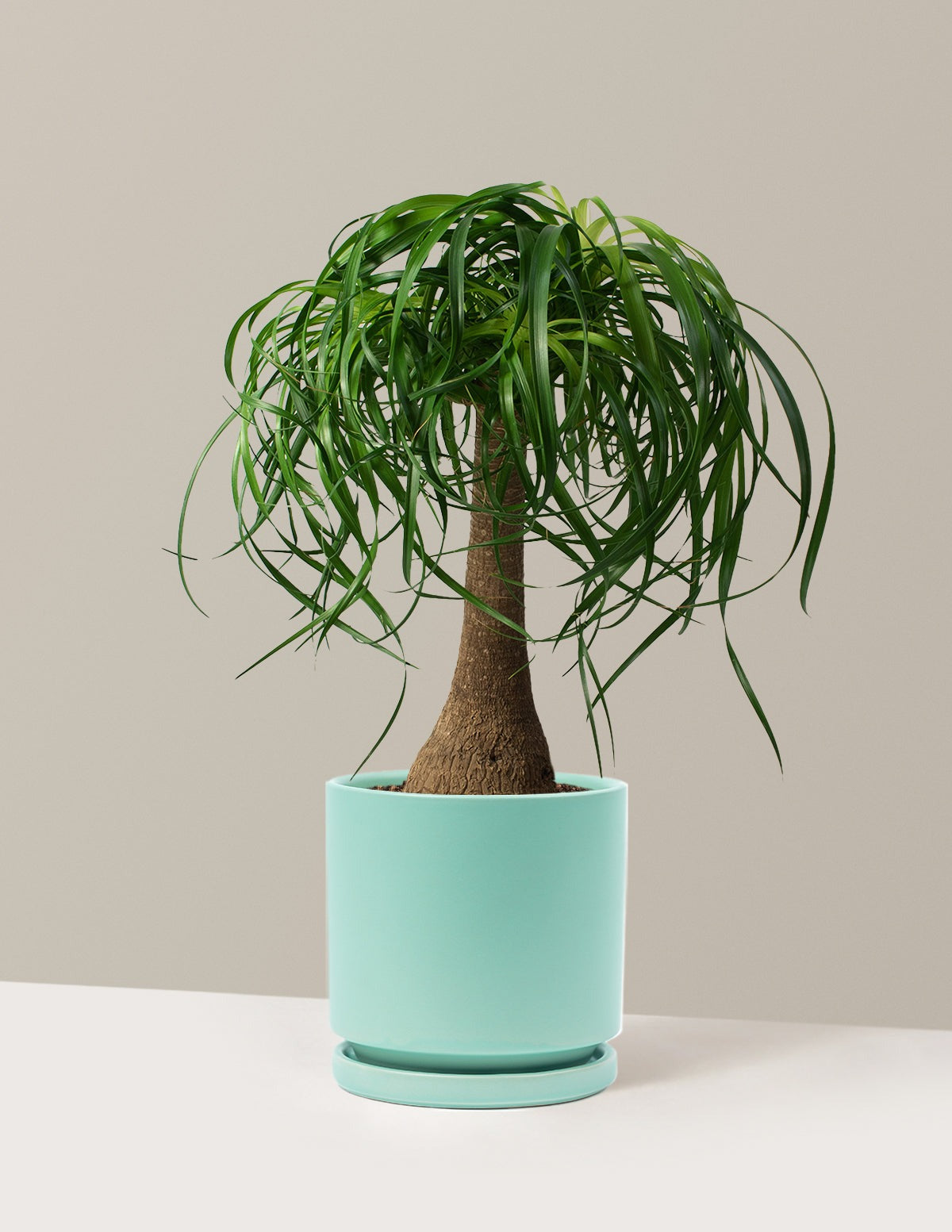 Ponytail Palm