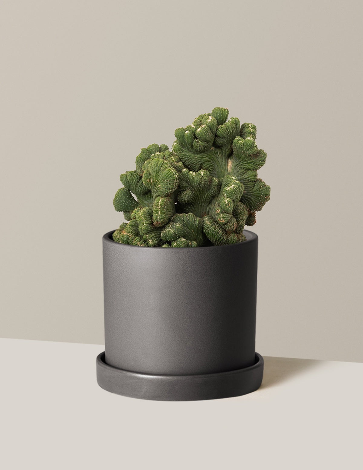 Cereus Green Coral Cactus