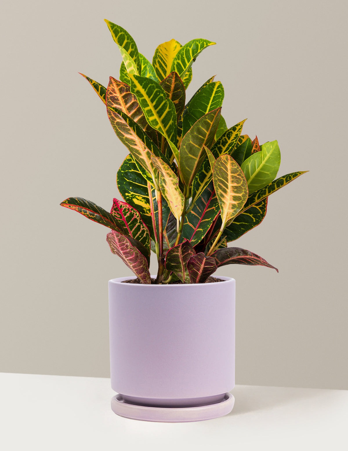 Croton Petra