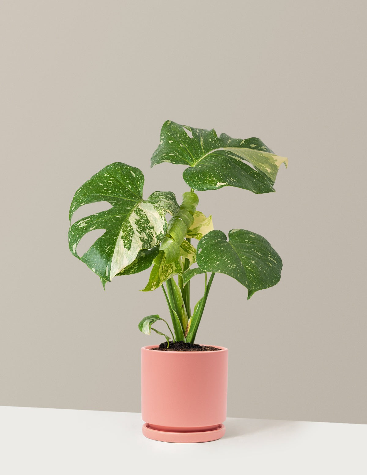 Monstera Thai Constellation