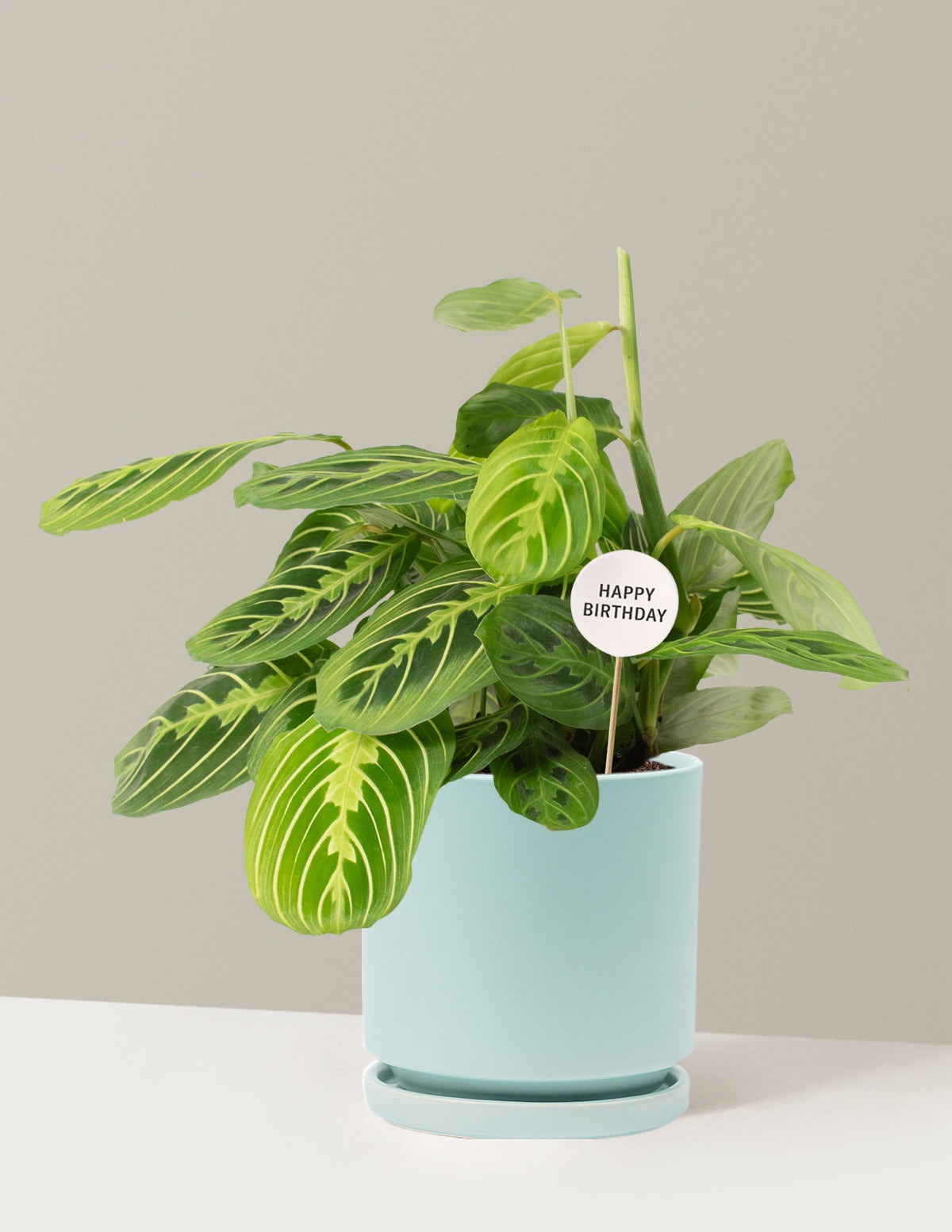 Happy Birthday Lemon Lime Prayer Plant