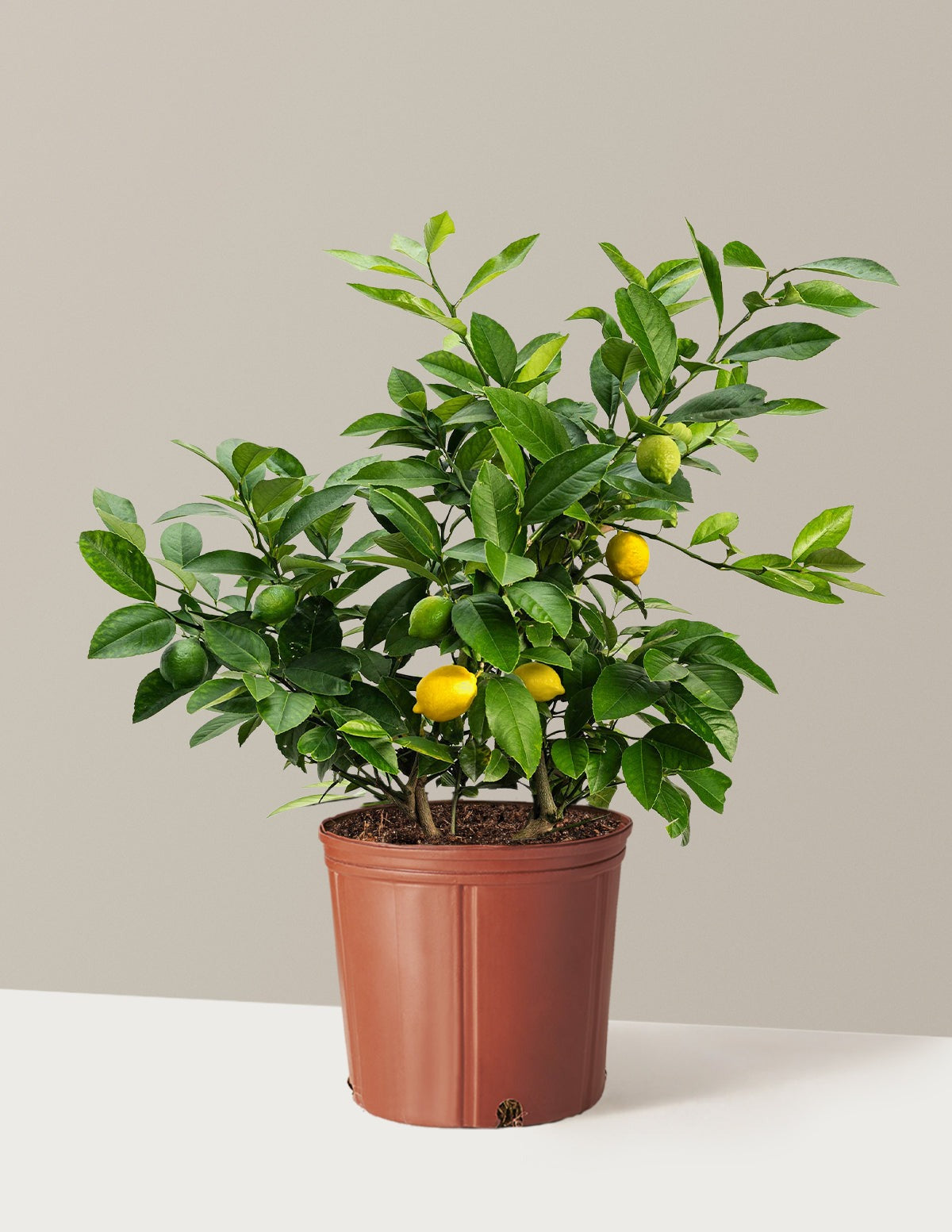 Meyer Lemon