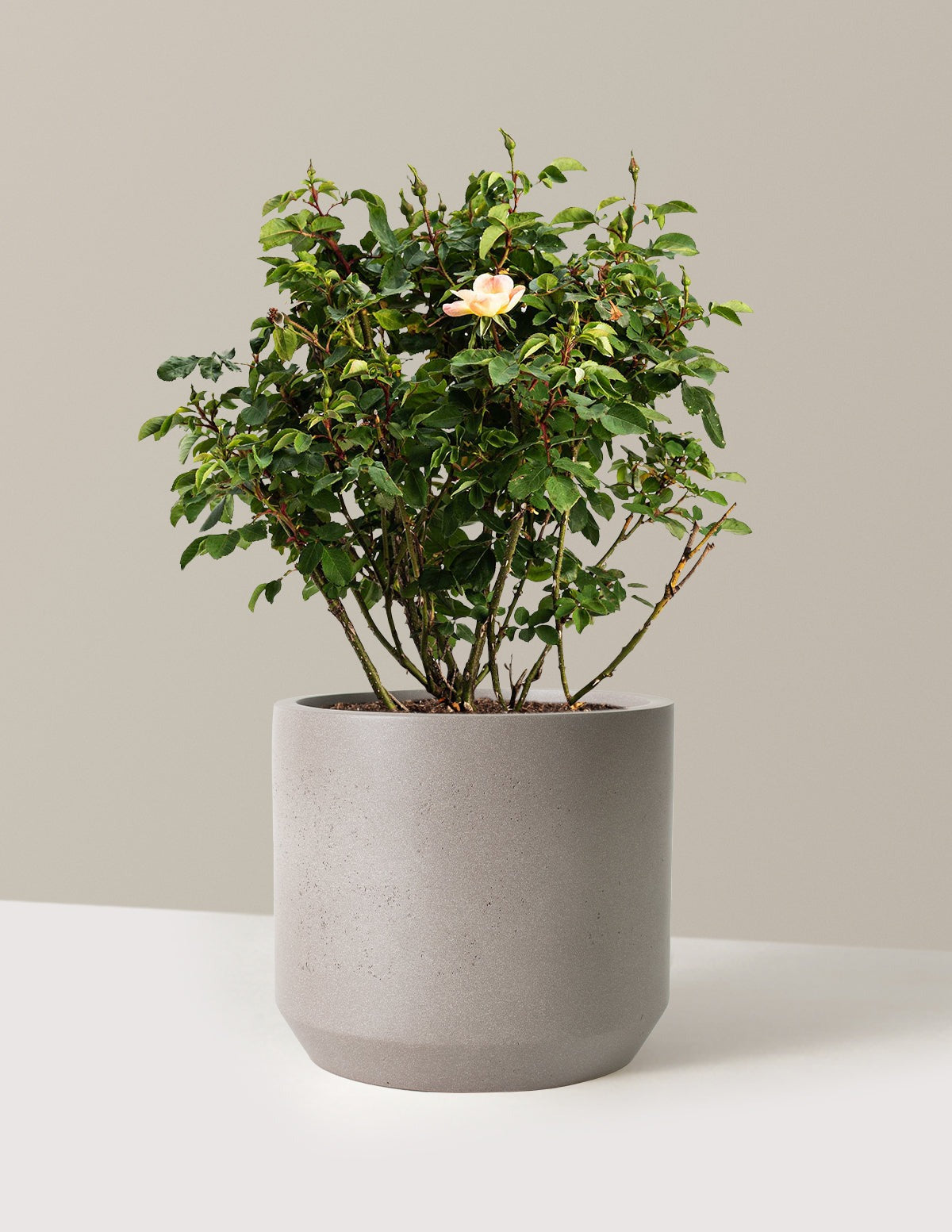 The ChampionTM Sunblush Rose