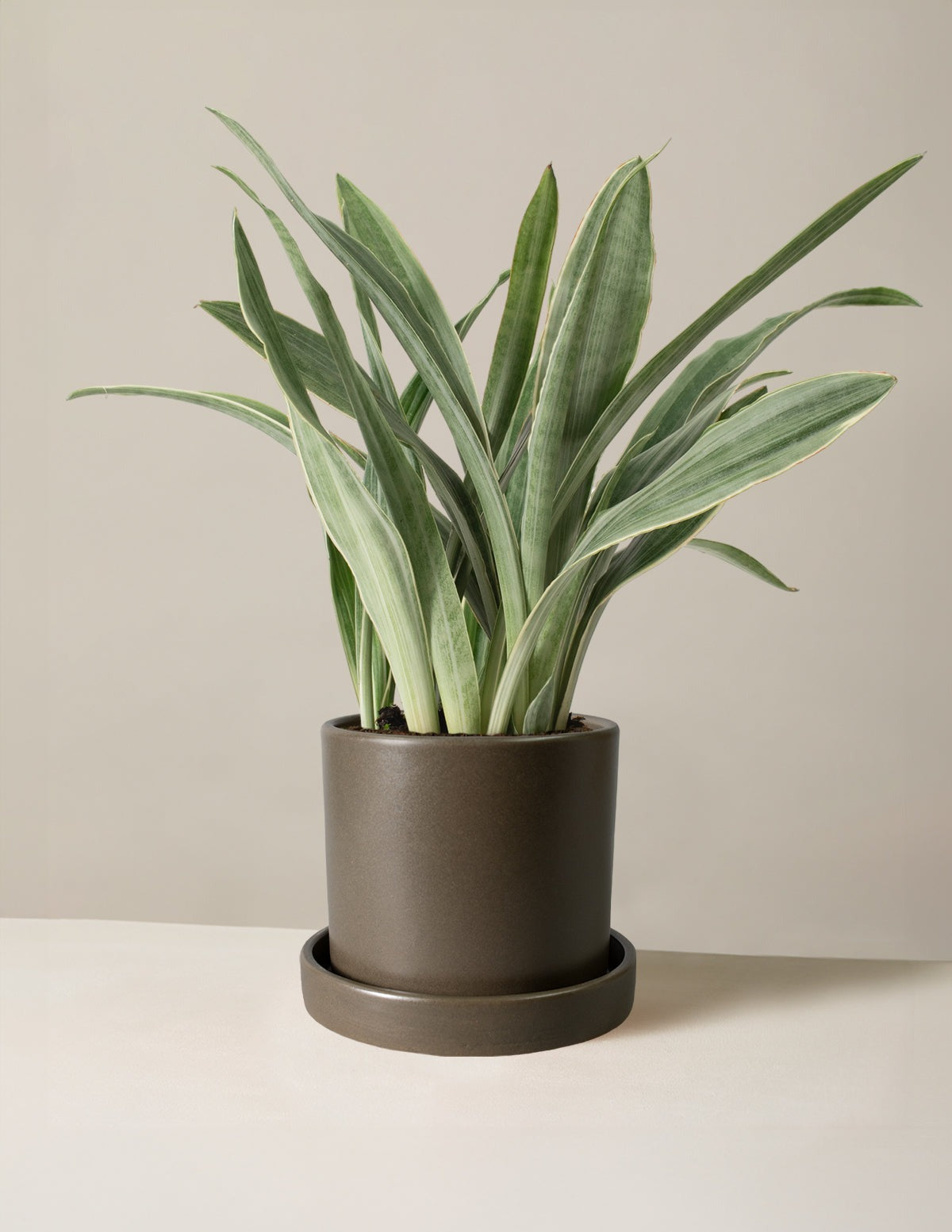 Snake Plant Sayuri