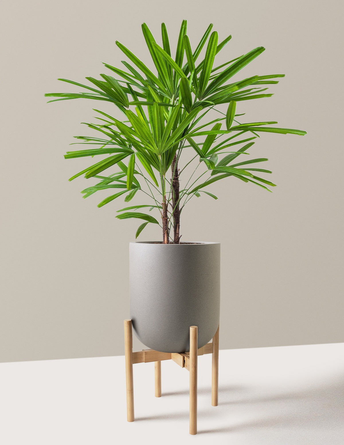 Large Lady Palm