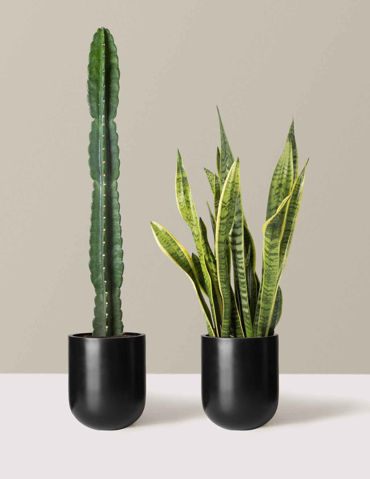 Large Set & Forget Duo