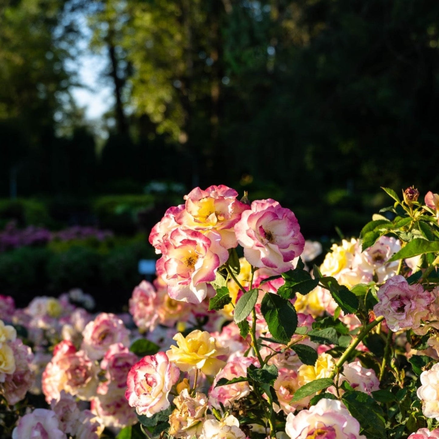 Gumball GoodyTM Rose