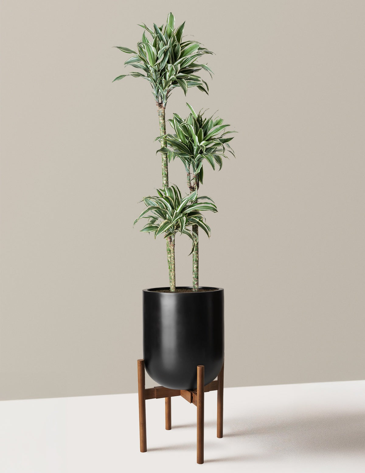 Large Dracaena Warneckii White Jewel