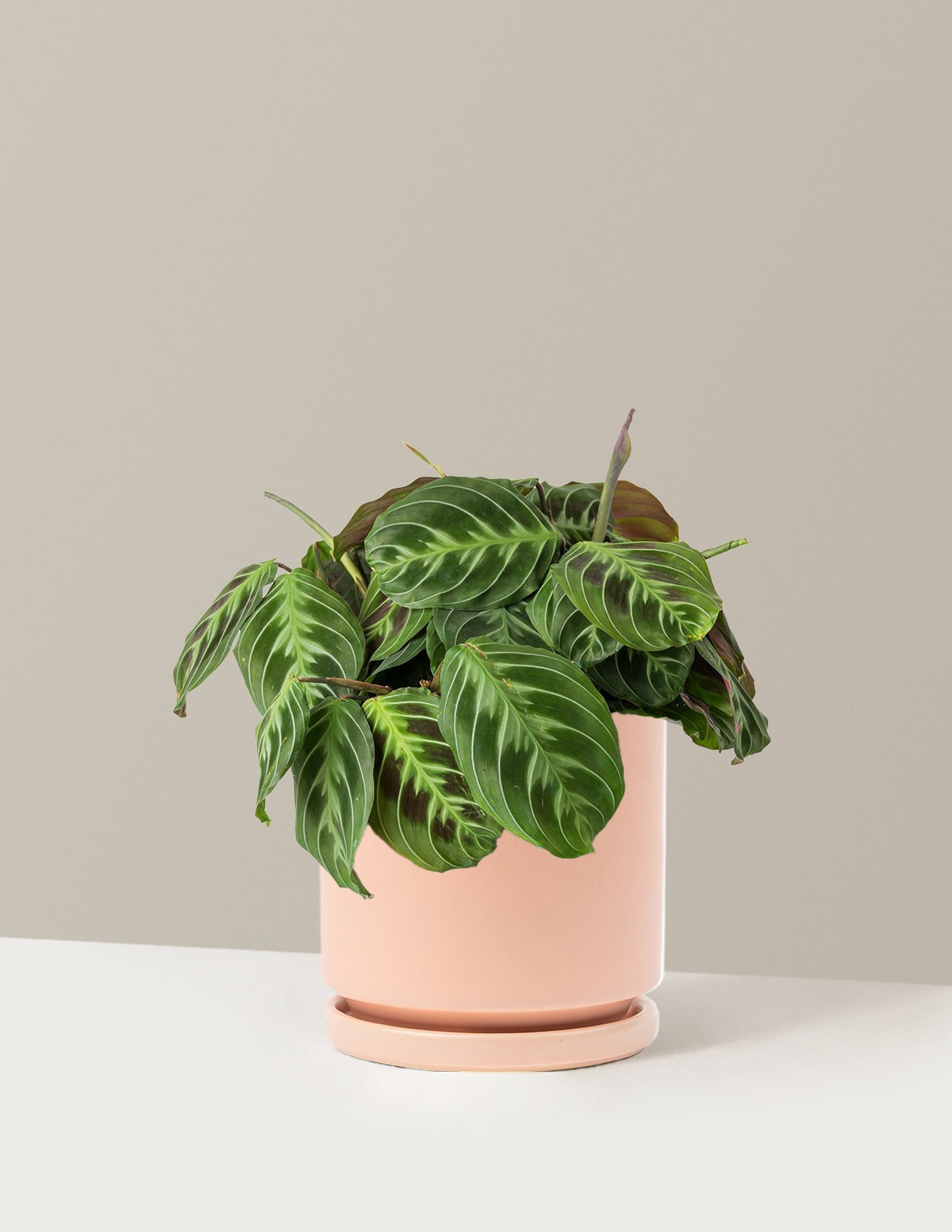 Black Prayer Plant