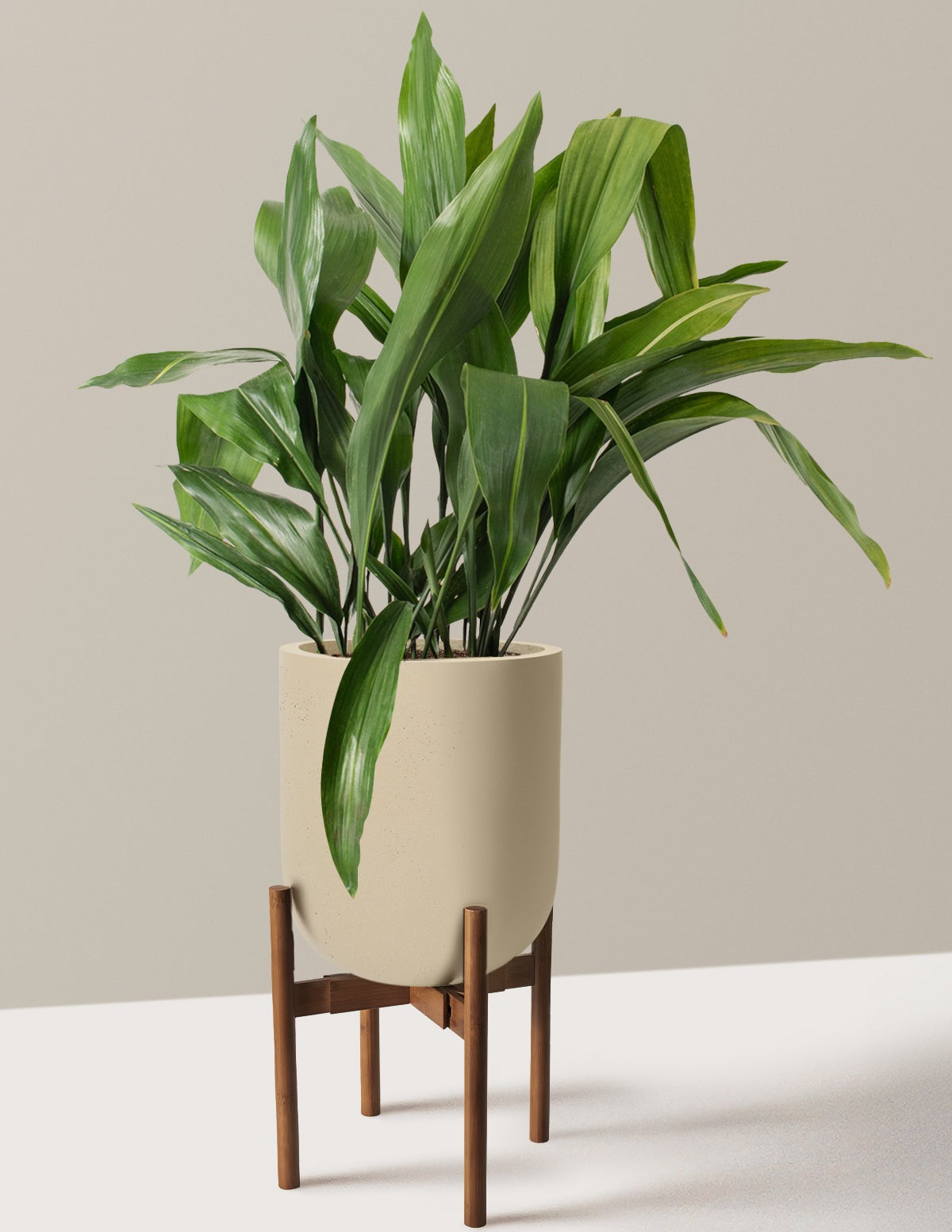 Large Cast Iron Plant