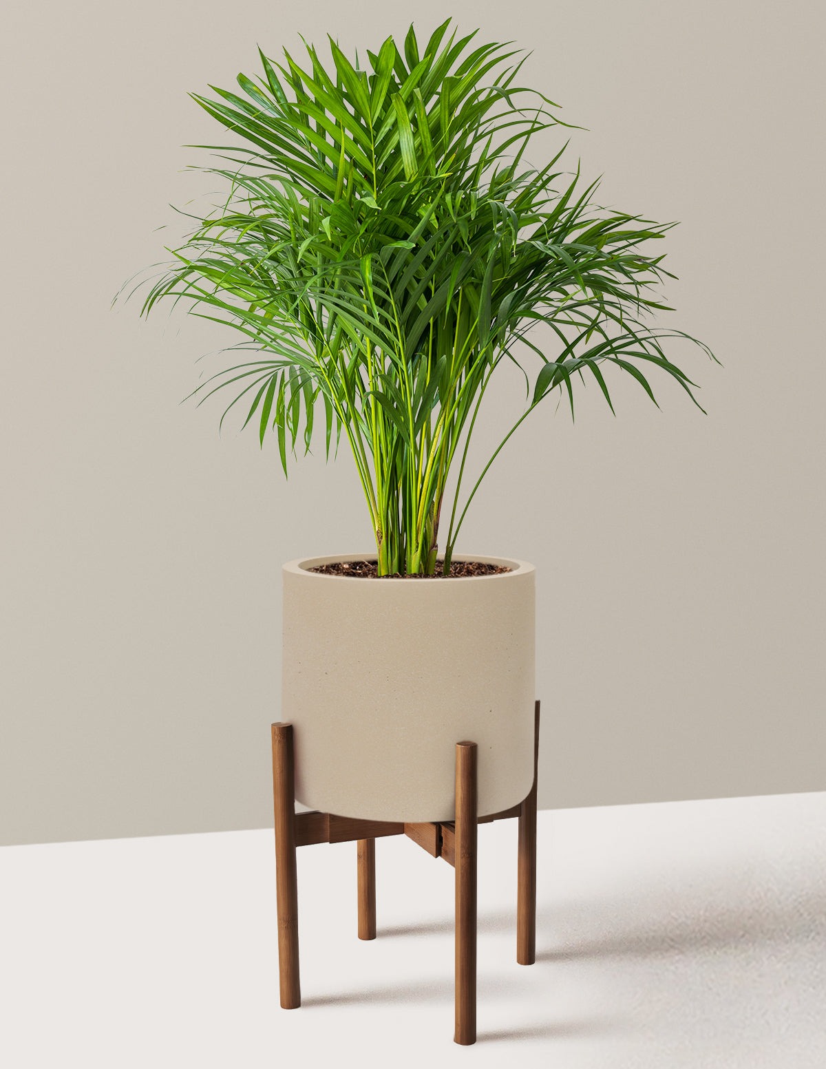 Areca Purifying Palm