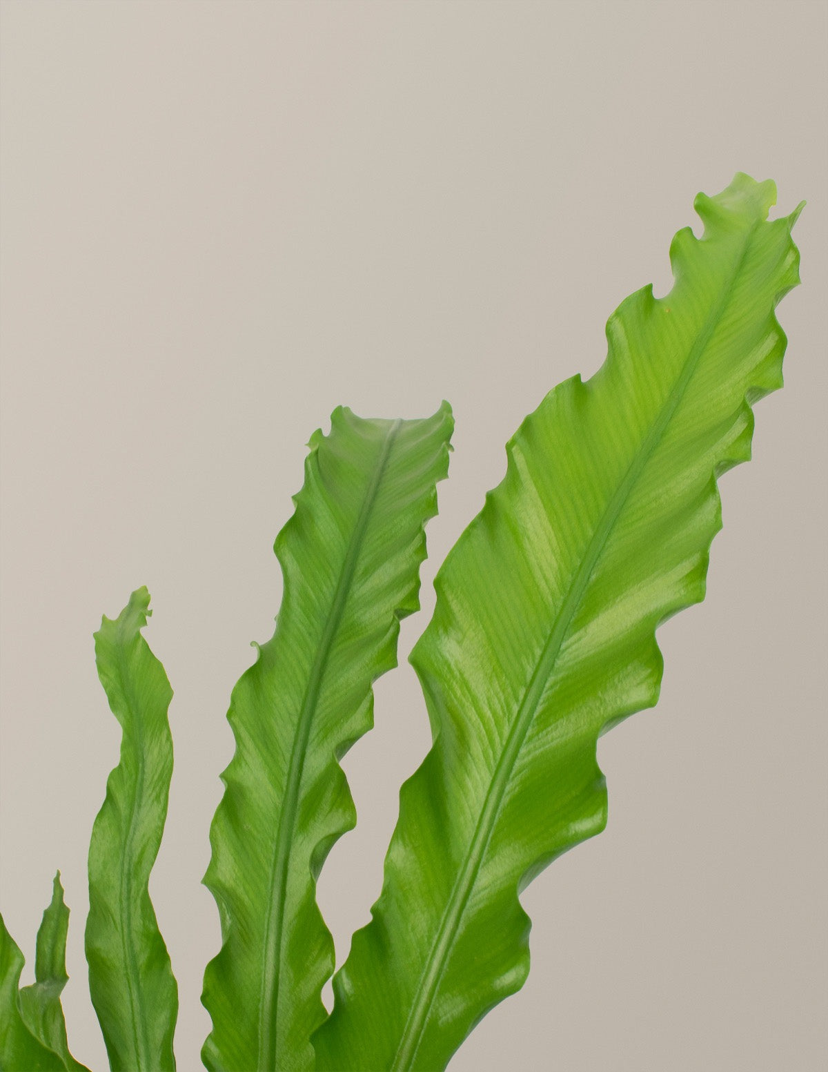 Bird's Nest Fern