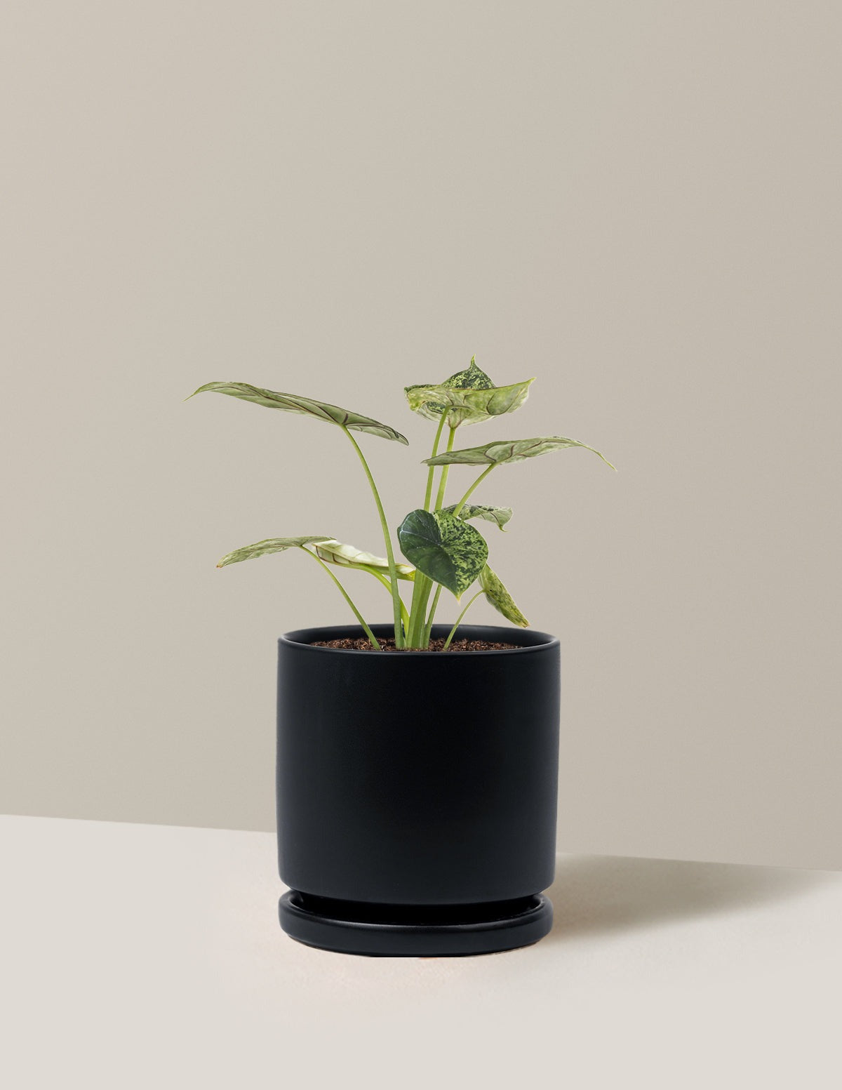 Alocasia Green Mint