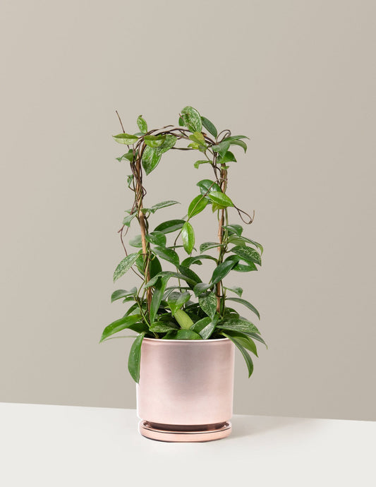Hoya Pubicalyx Hoop