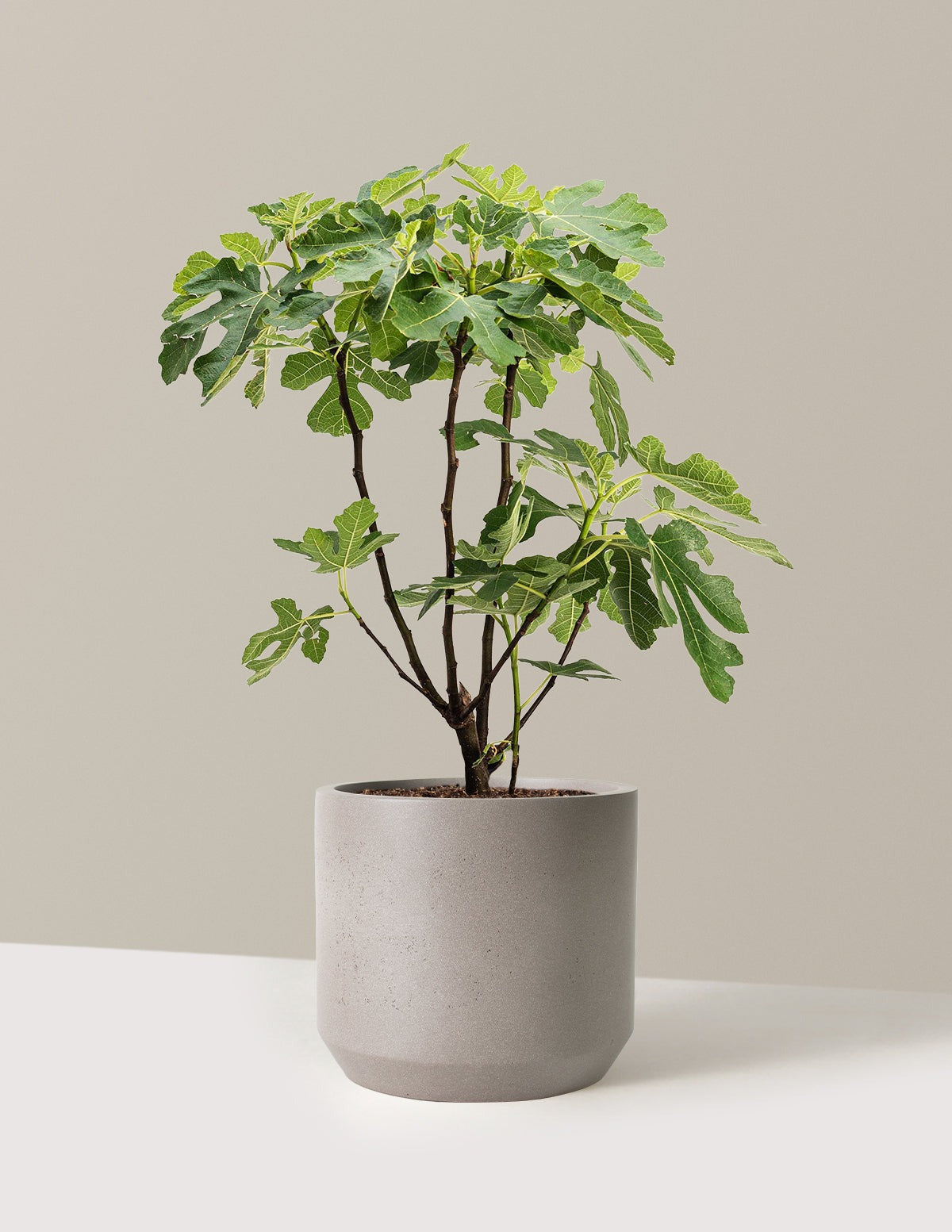 Brown Turkey Fig