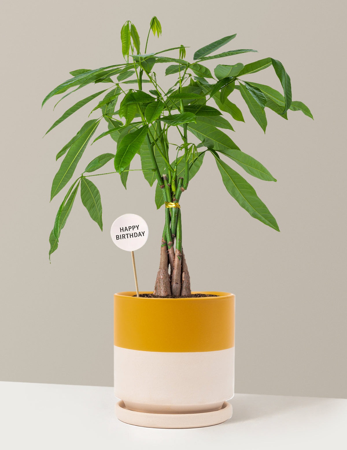 Happy Birthday Money Tree Plant