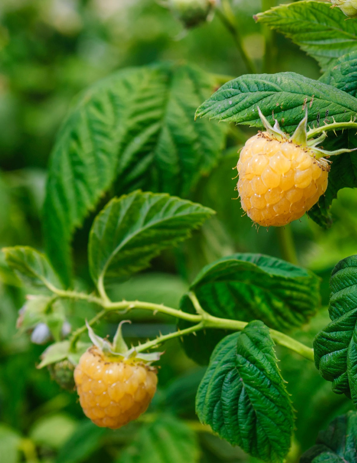 Fall Gold Raspberry