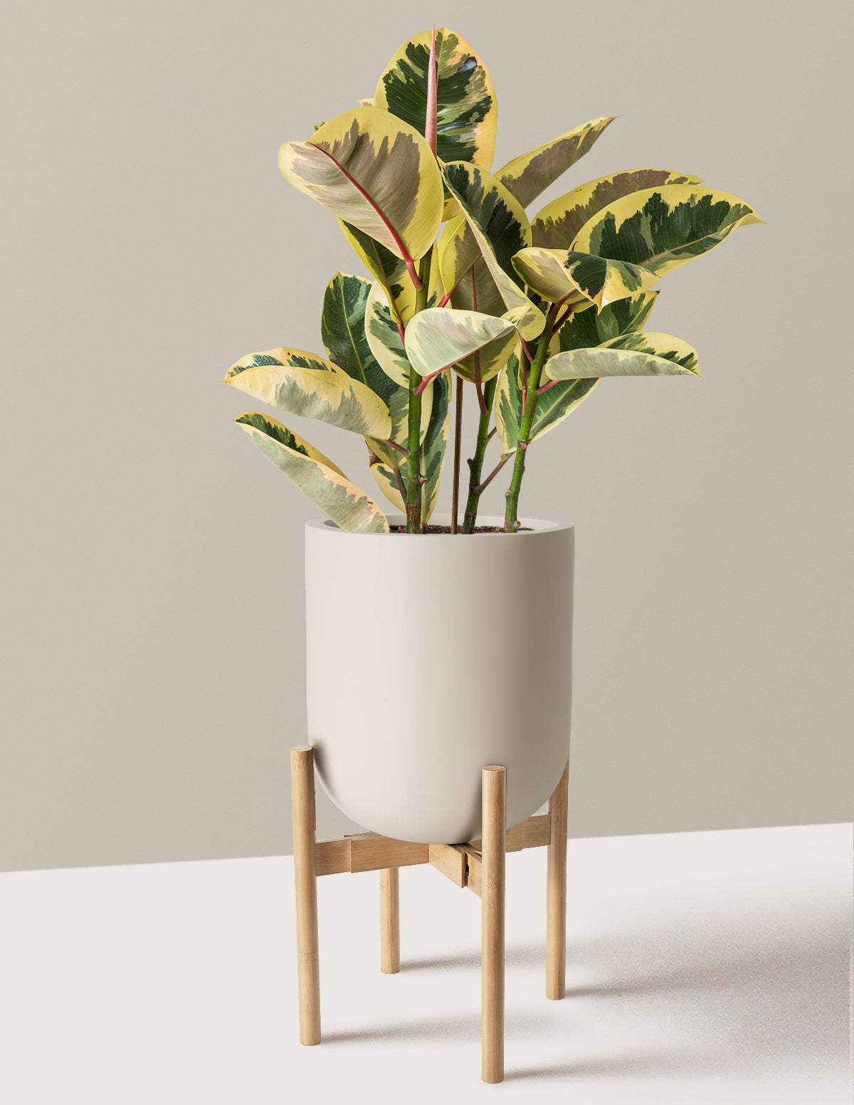 Ficus Tineke Bush