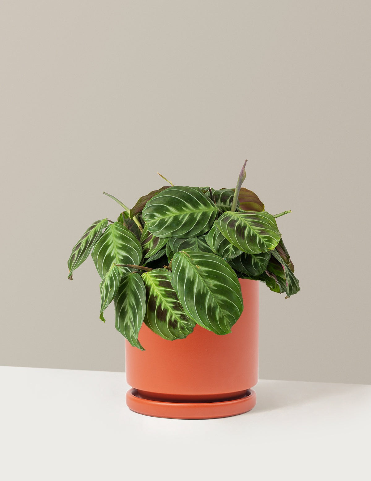 Black Prayer Plant