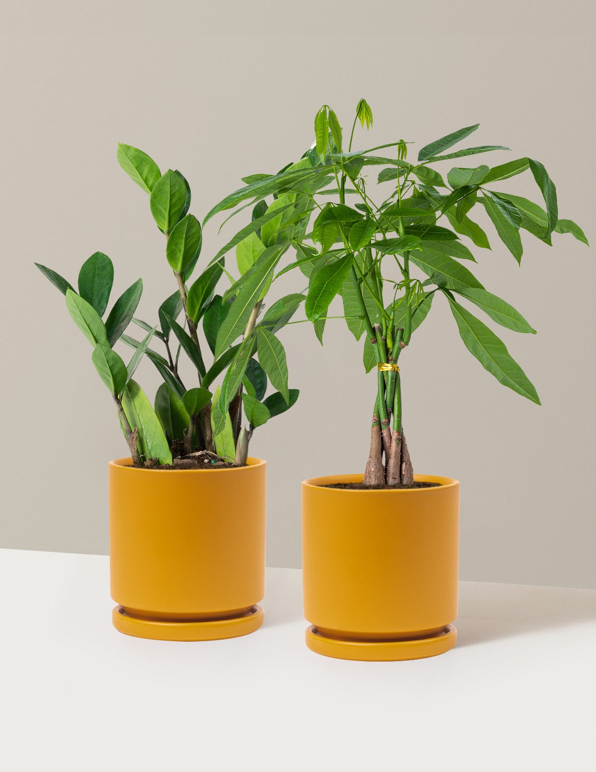 The Easy Care Duo