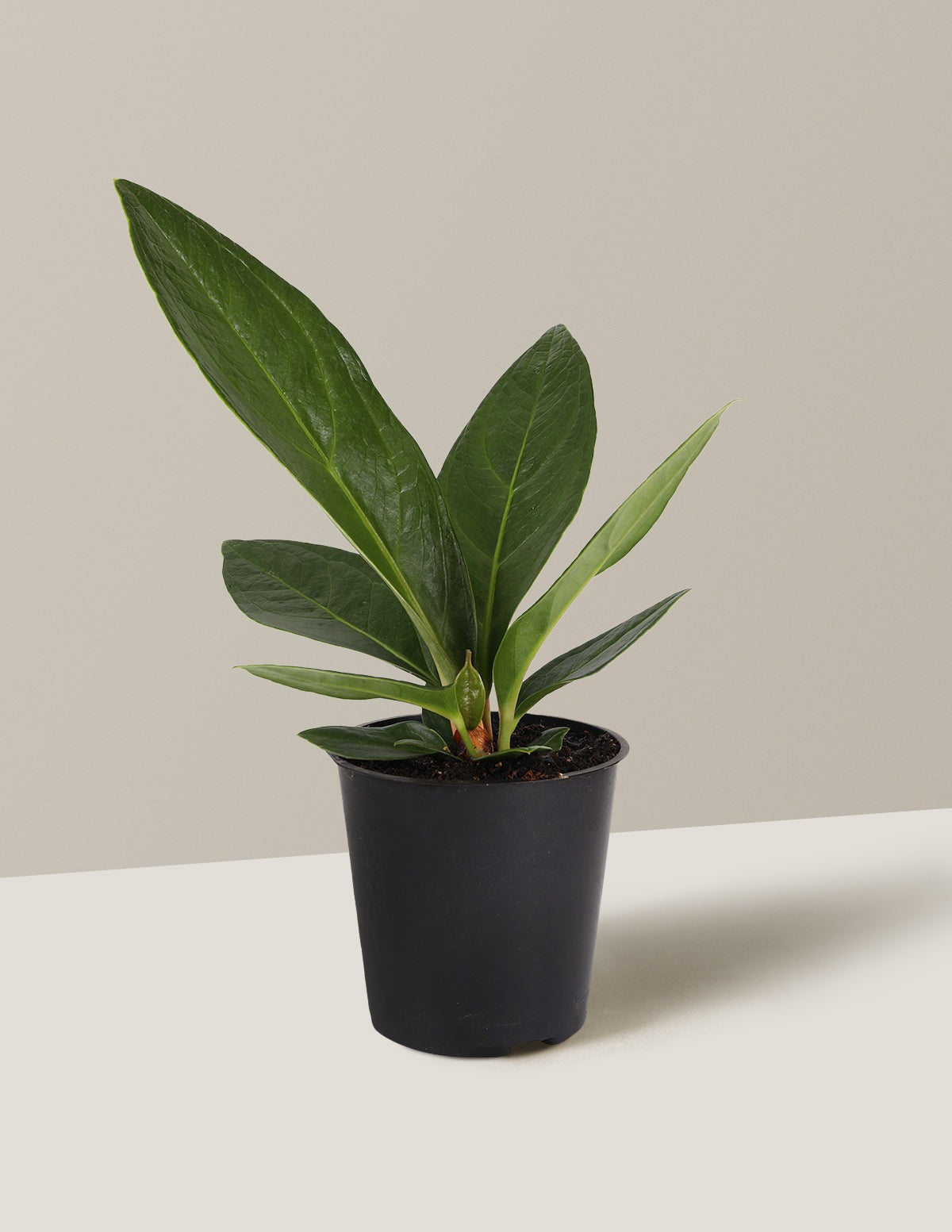 Anthurium Plowmanii