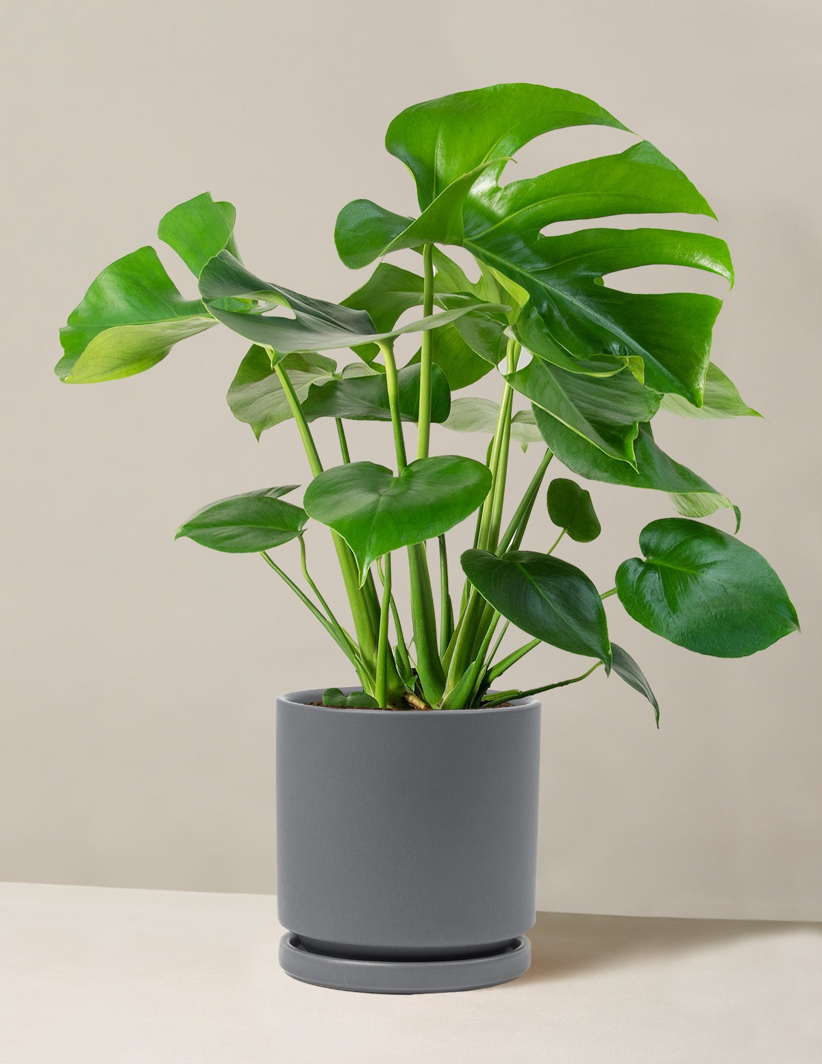 Monstera Deliciosa