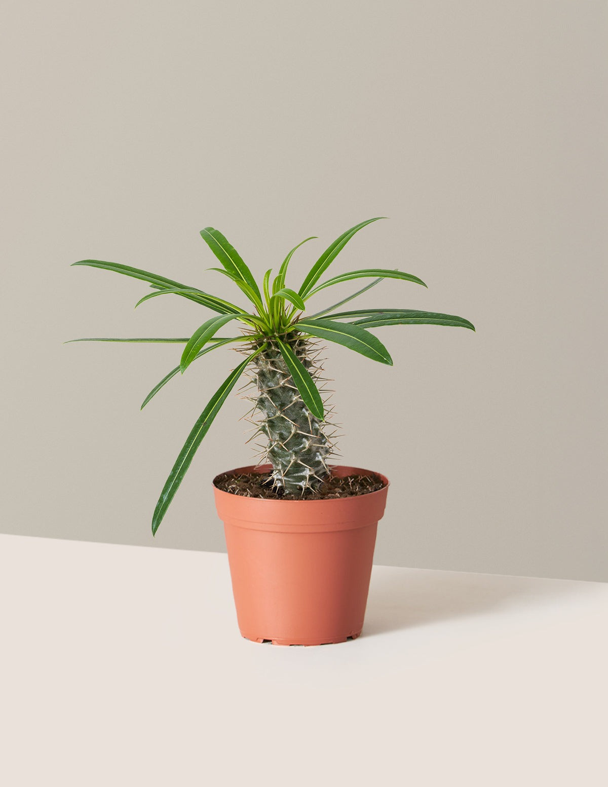 Madagascar Palm