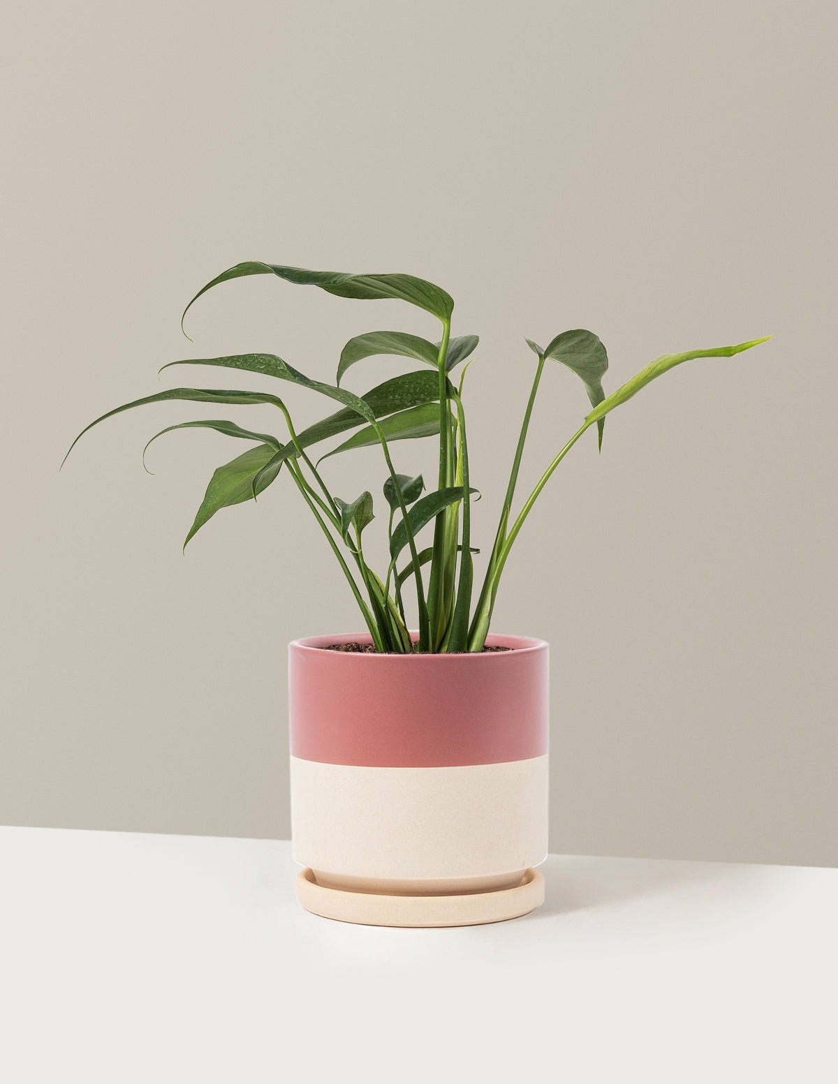 Monstera Burle Marx Flame