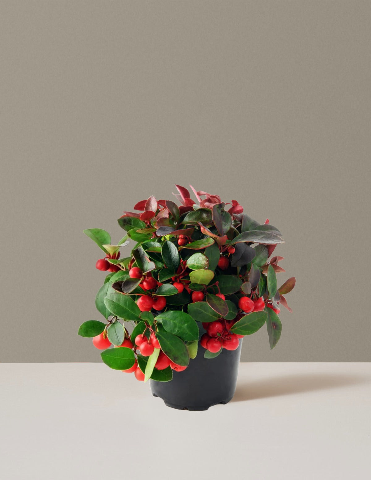 Wintergreen Cherry Berries