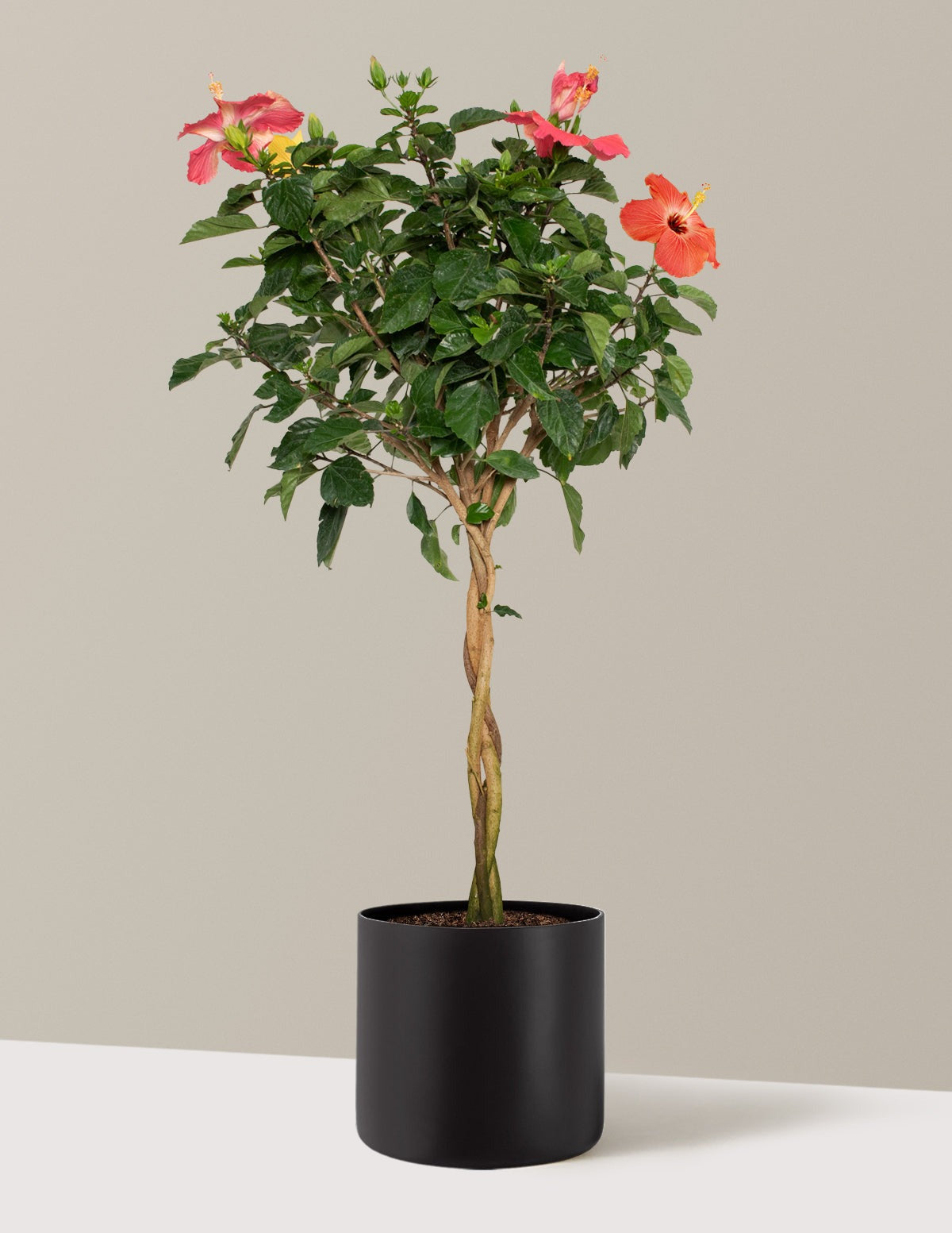 Large Braided Hibiscus
