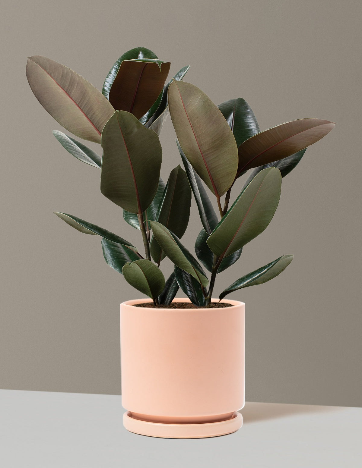 Ficus Burgundy Rubber Plant