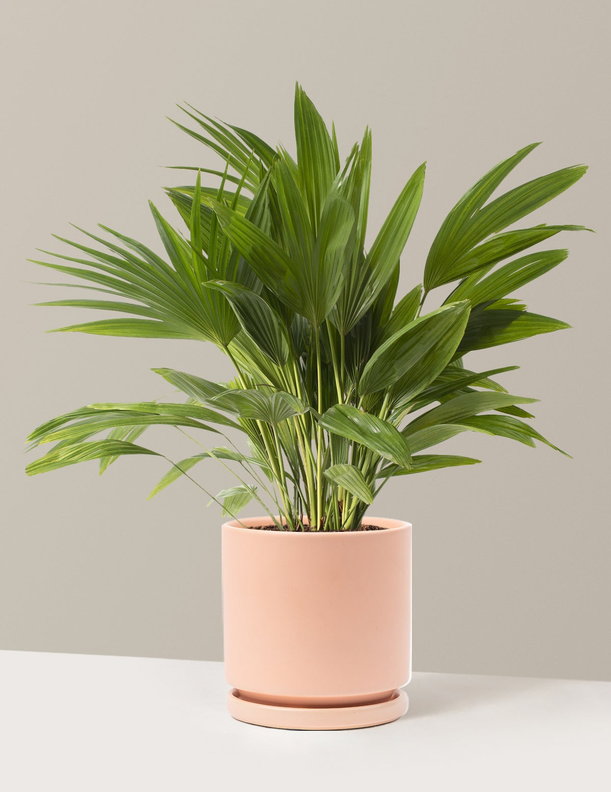 Fan Palm