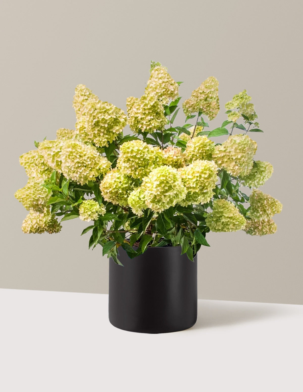 Dragon BabyTM Hydrangea