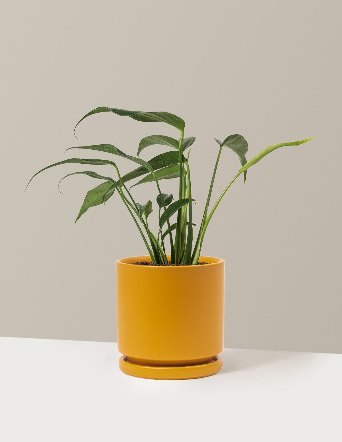 Monstera Burle Marx Flame