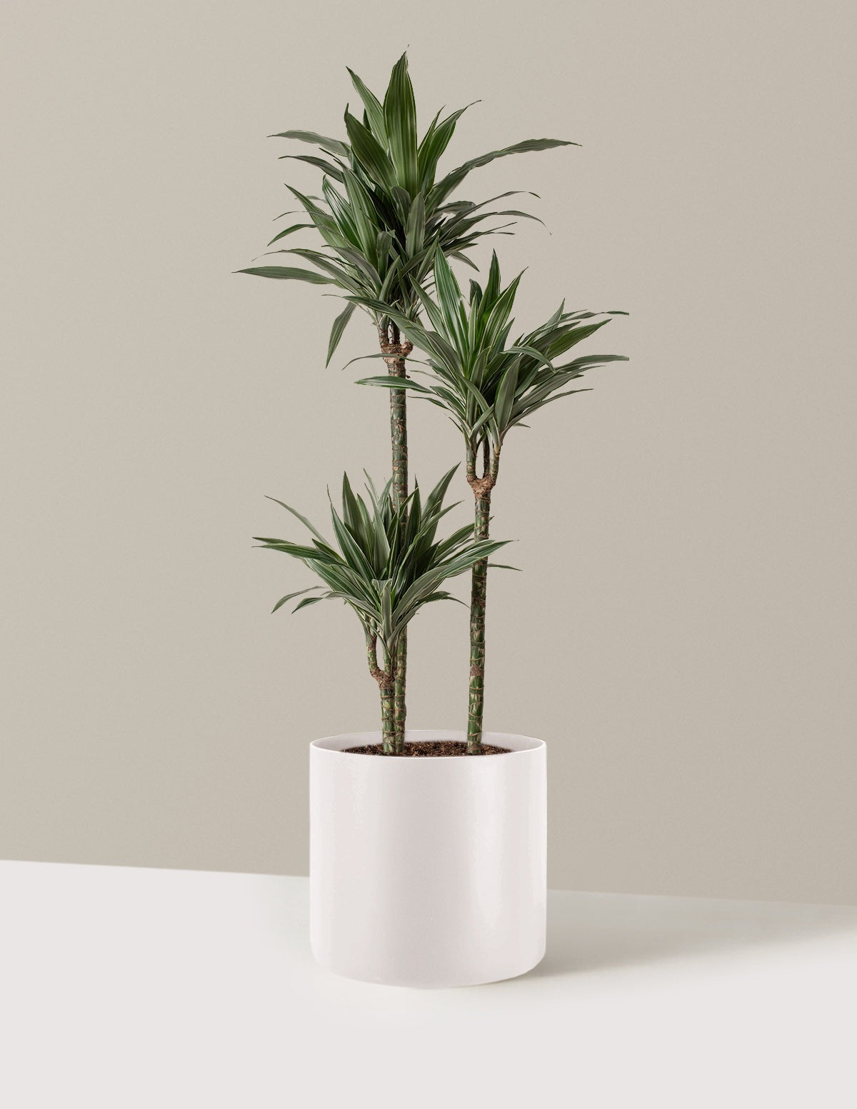 Large Dracaena Warneckii