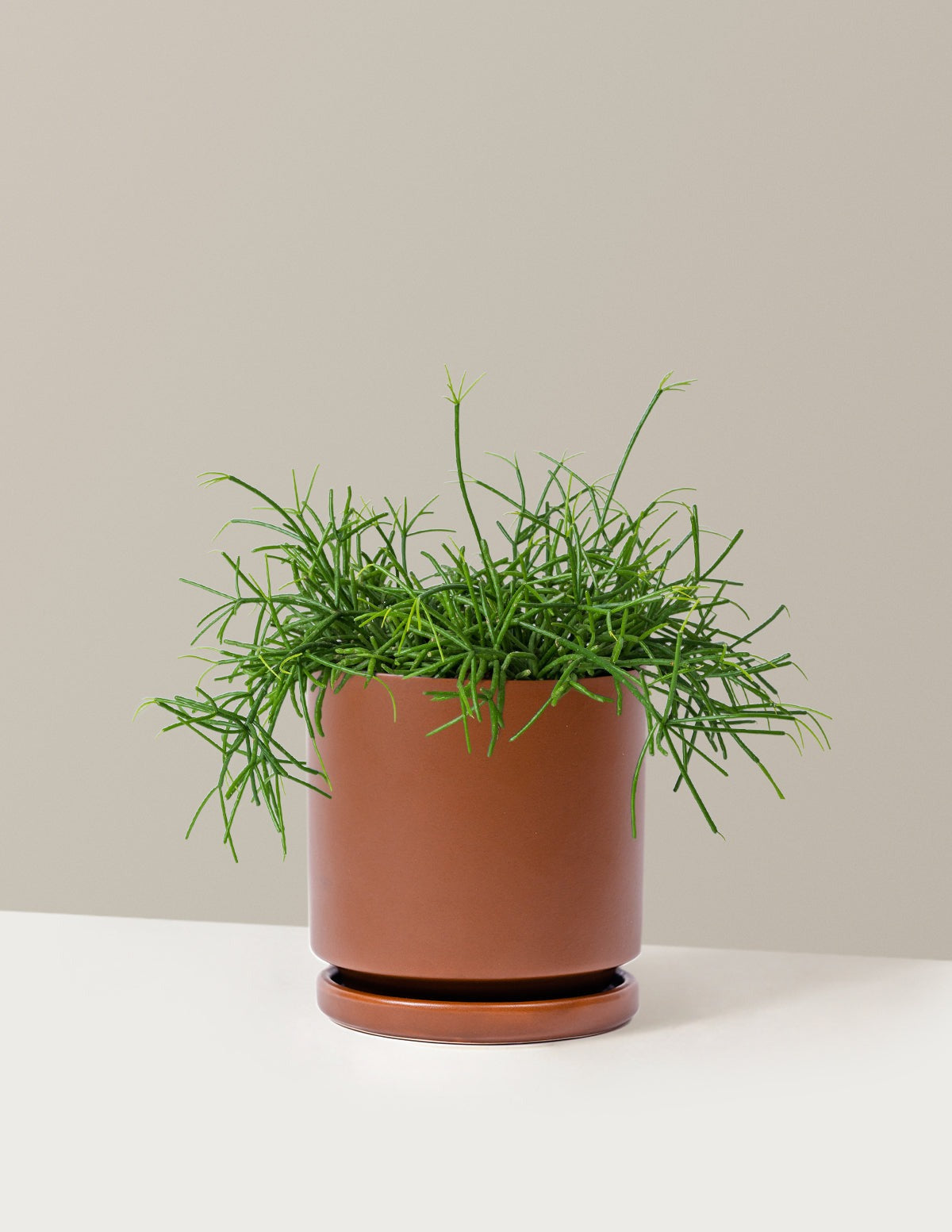Mistletoe Cactus