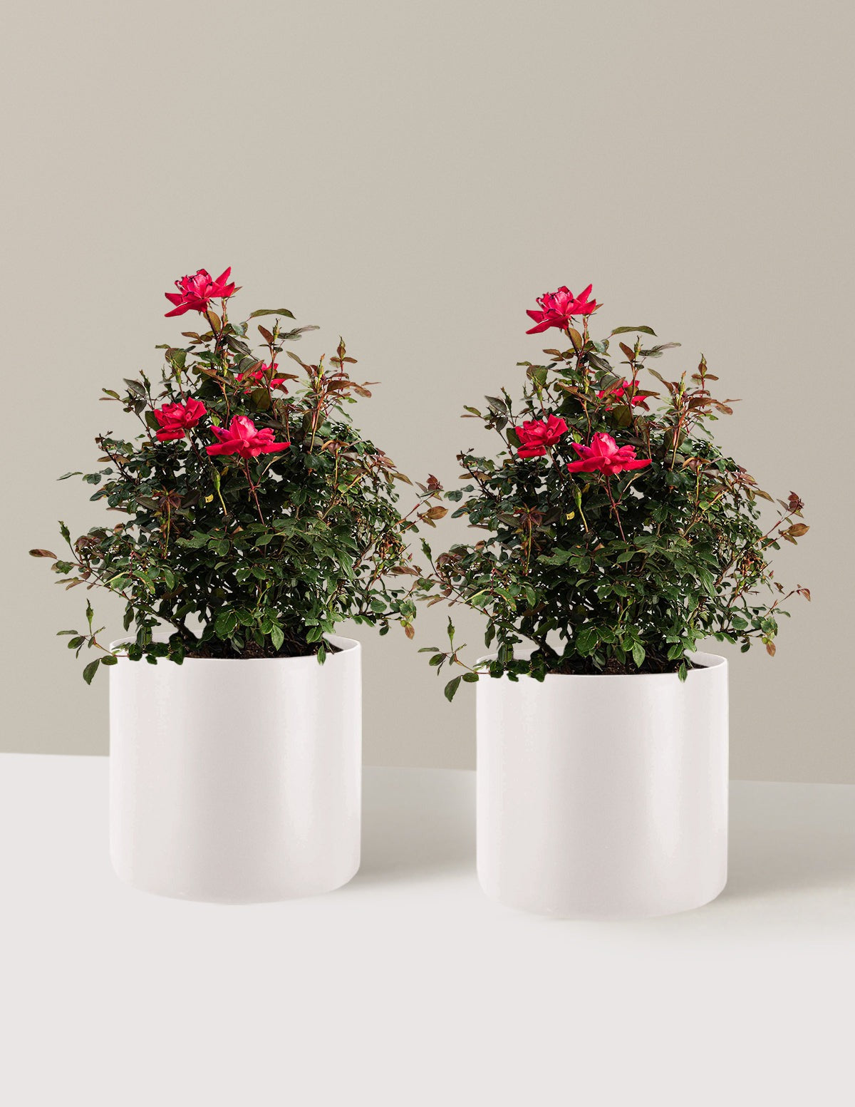 Double Knock Out® Rose