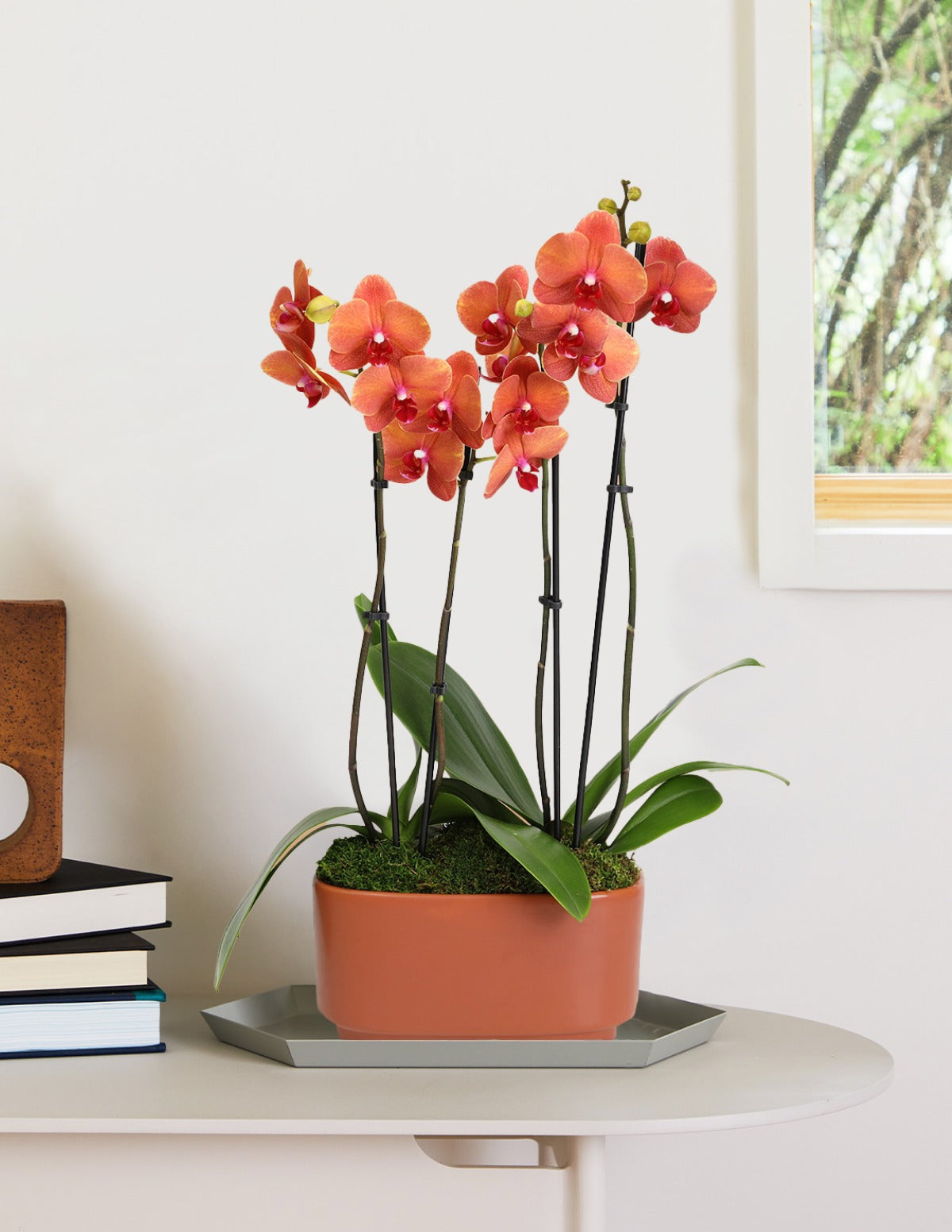 Large Double Orchid