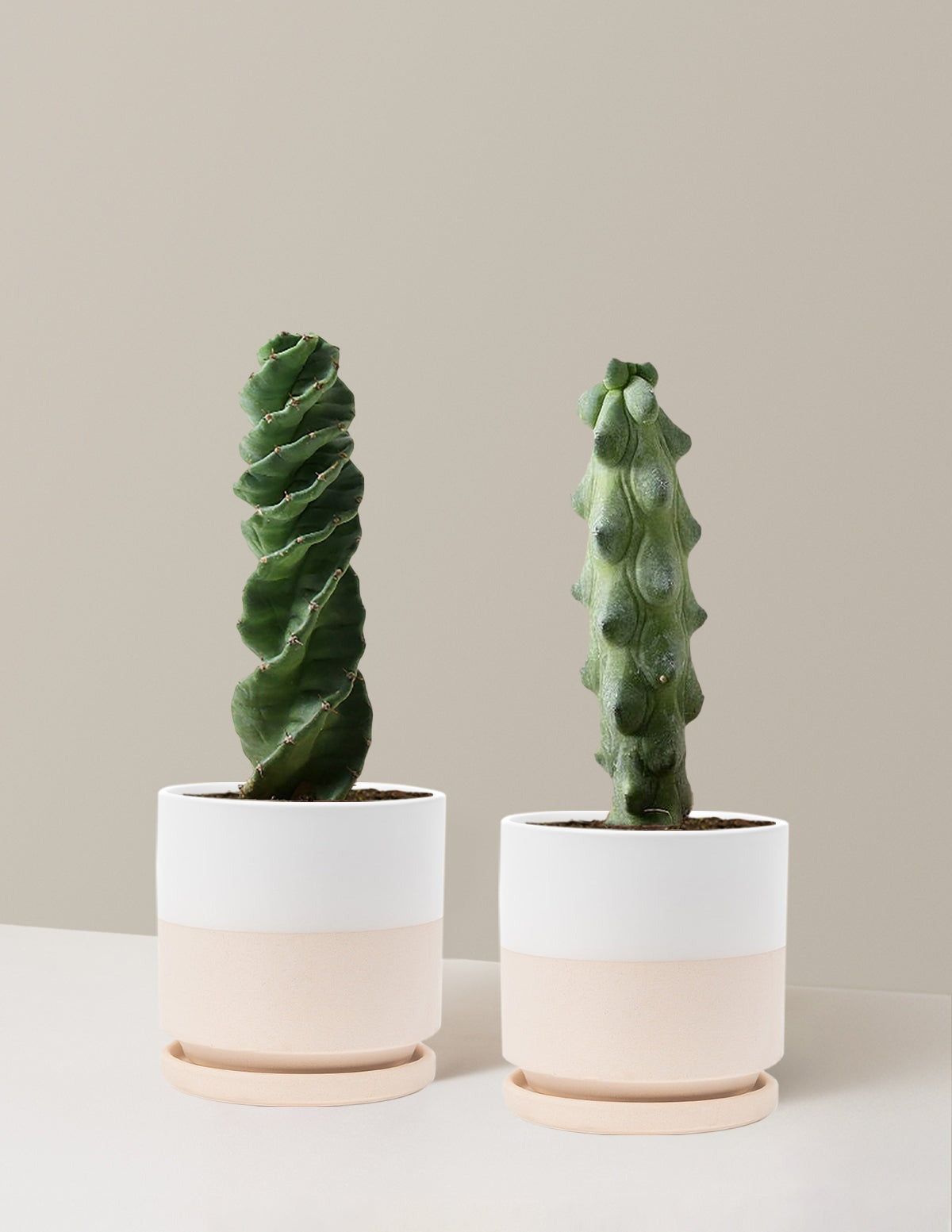 The Rare Cactus Duo