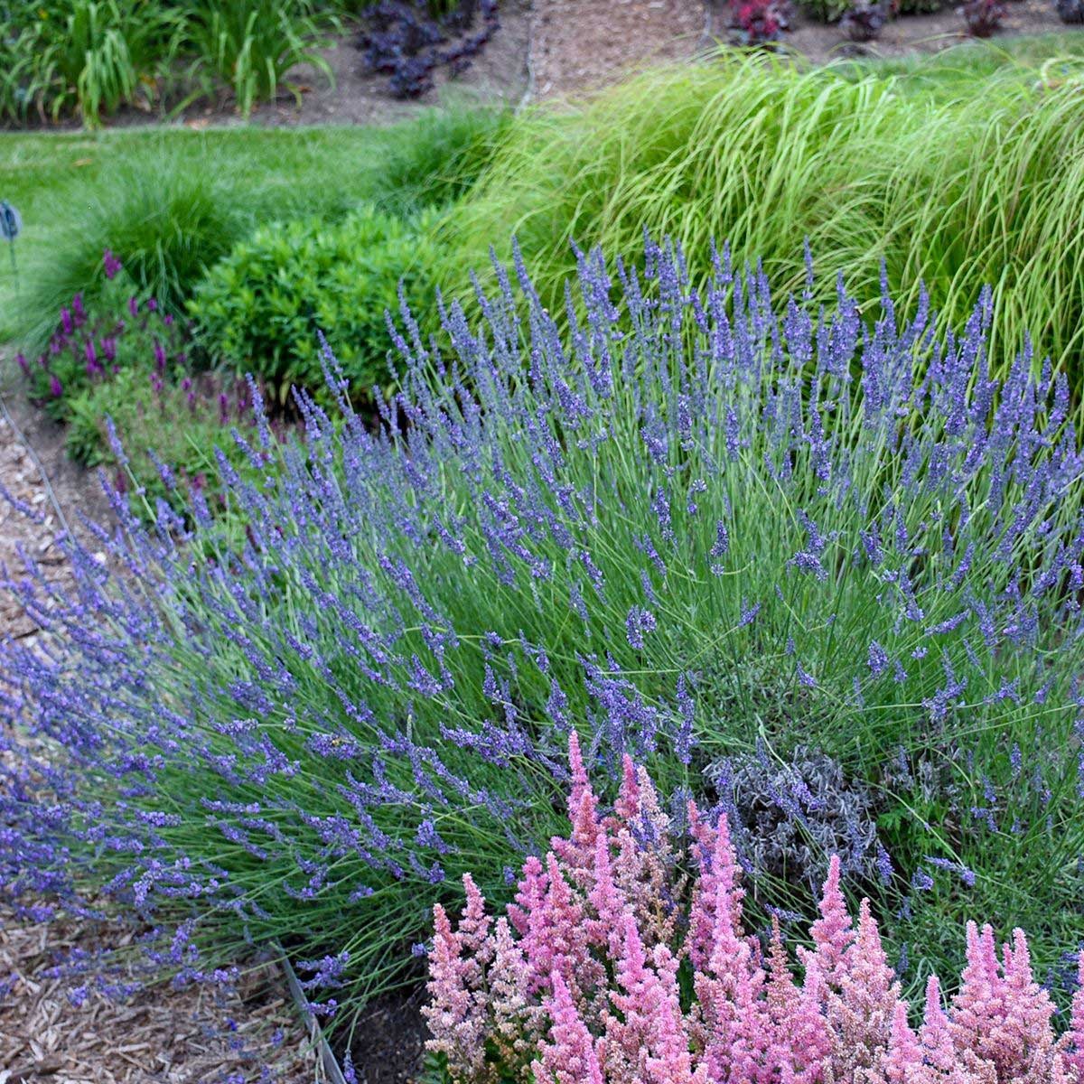 PhenomenalTM Lavender Plant